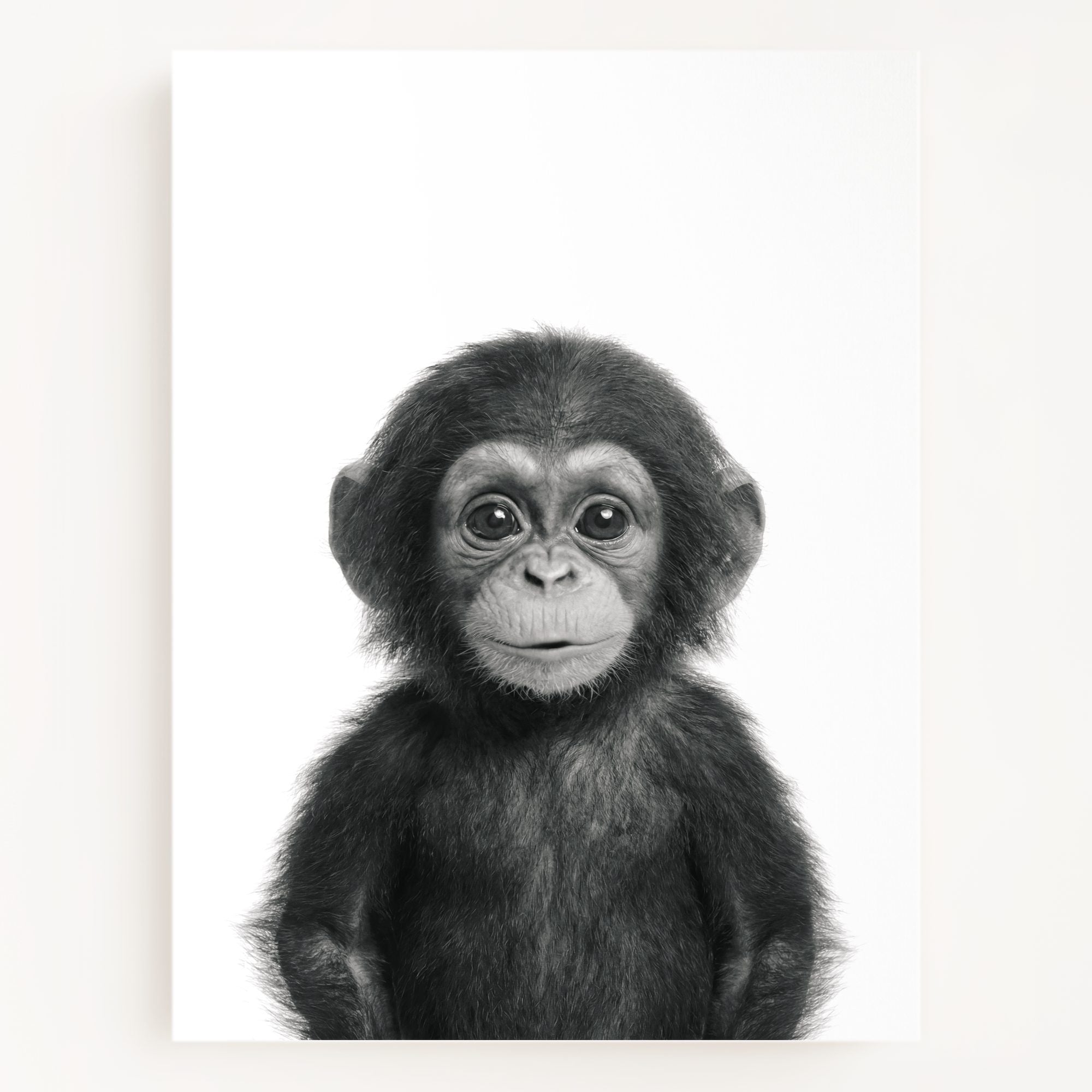 Baby Chimpanzee