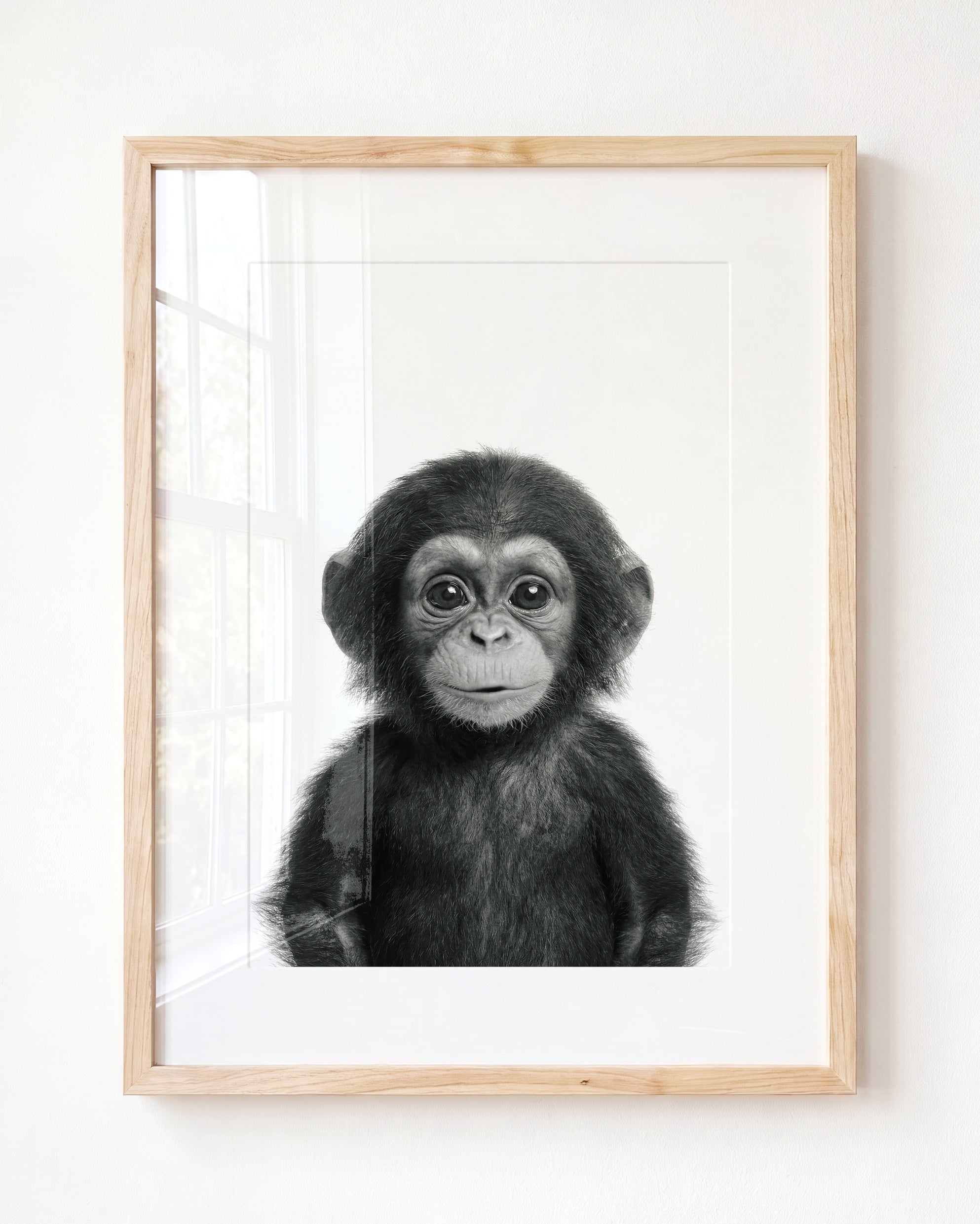 Baby Chimpanzee