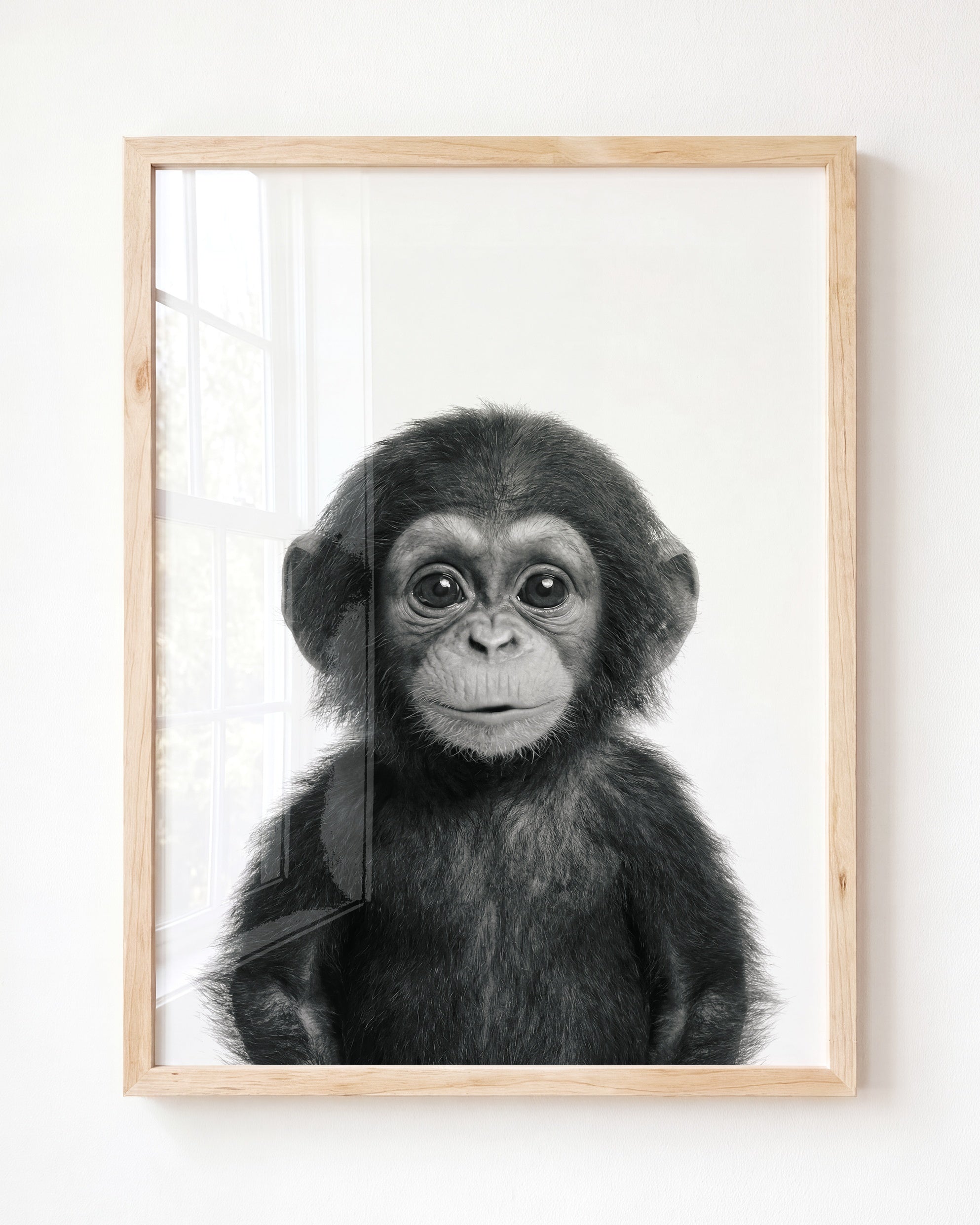 Baby Chimpanzee