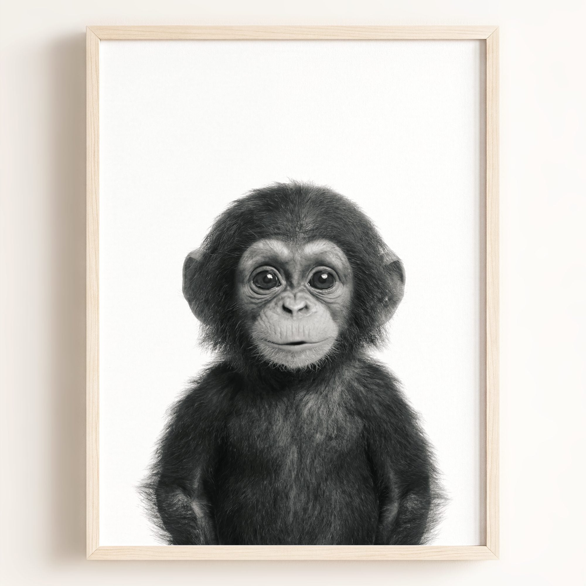 Baby Chimpanzee