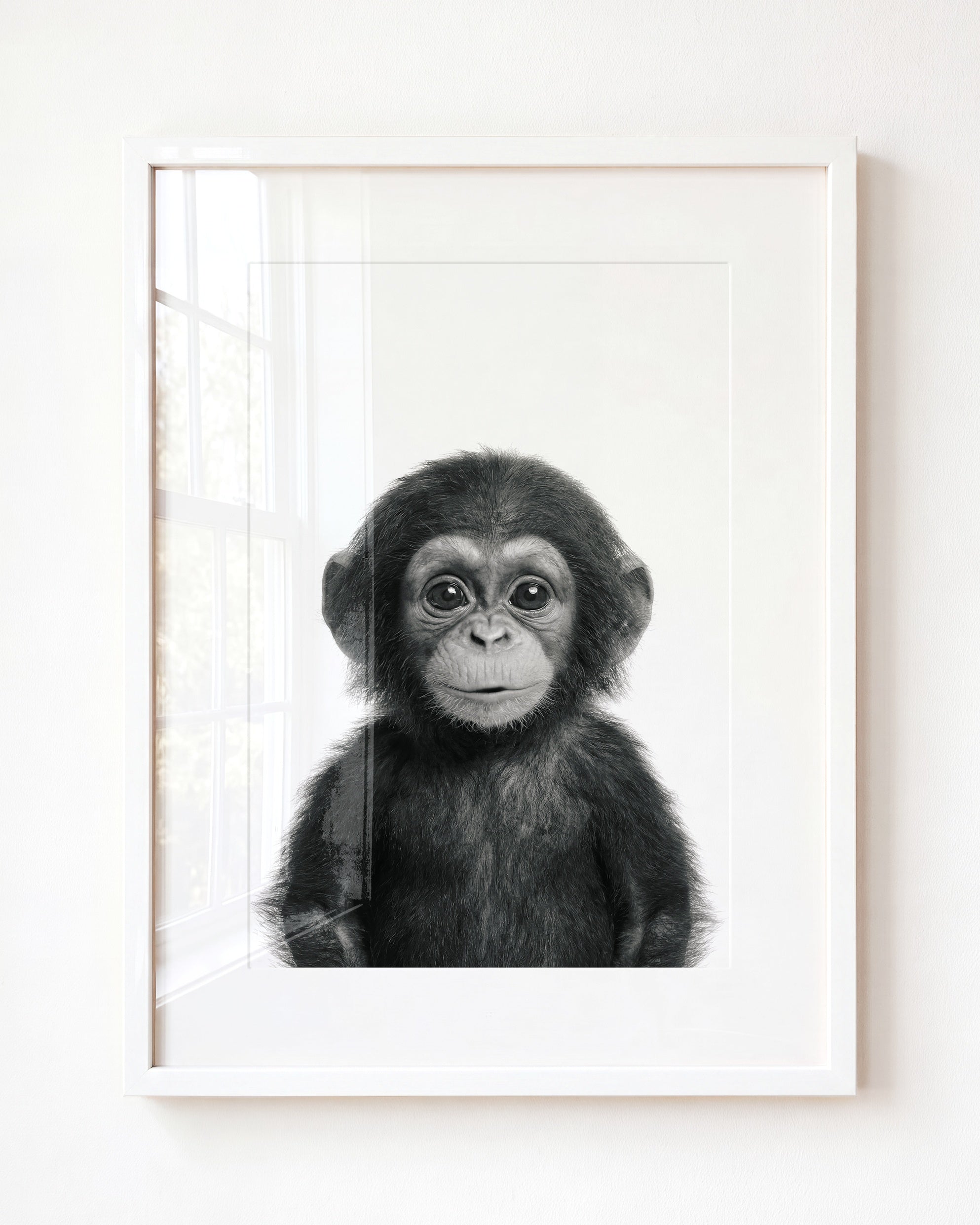 Baby Chimpanzee