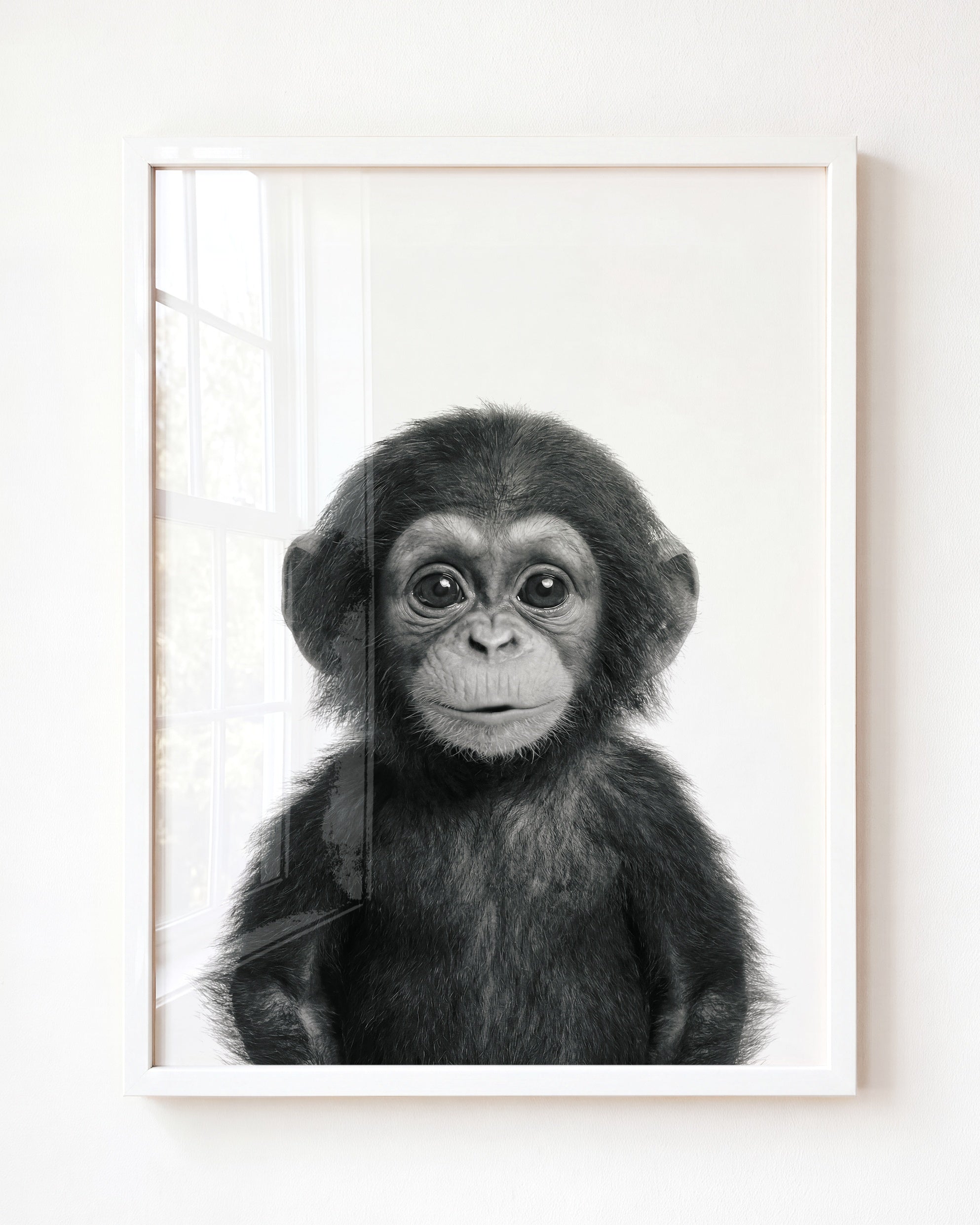 Baby Chimpanzee