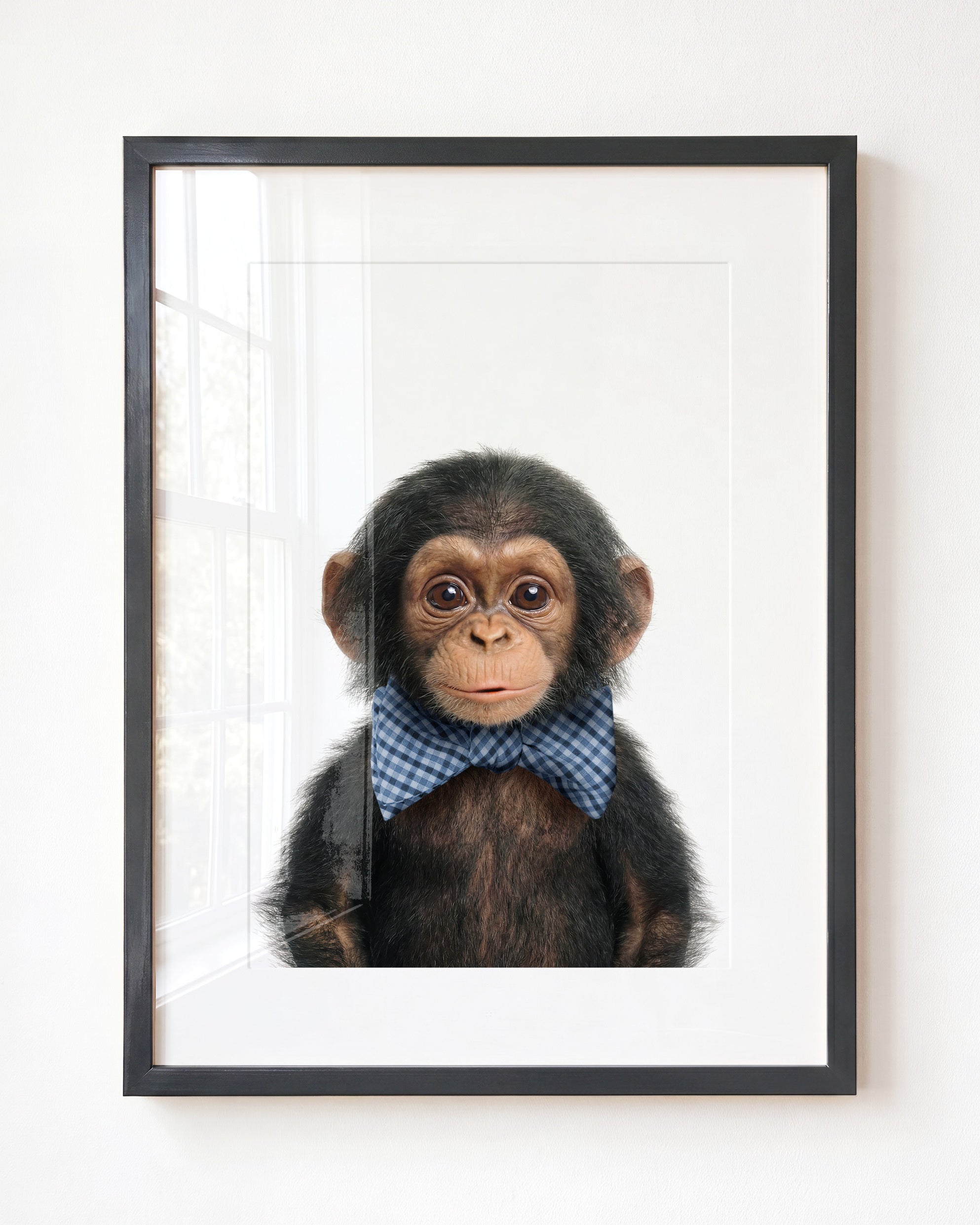 Baby Chimpanzee
