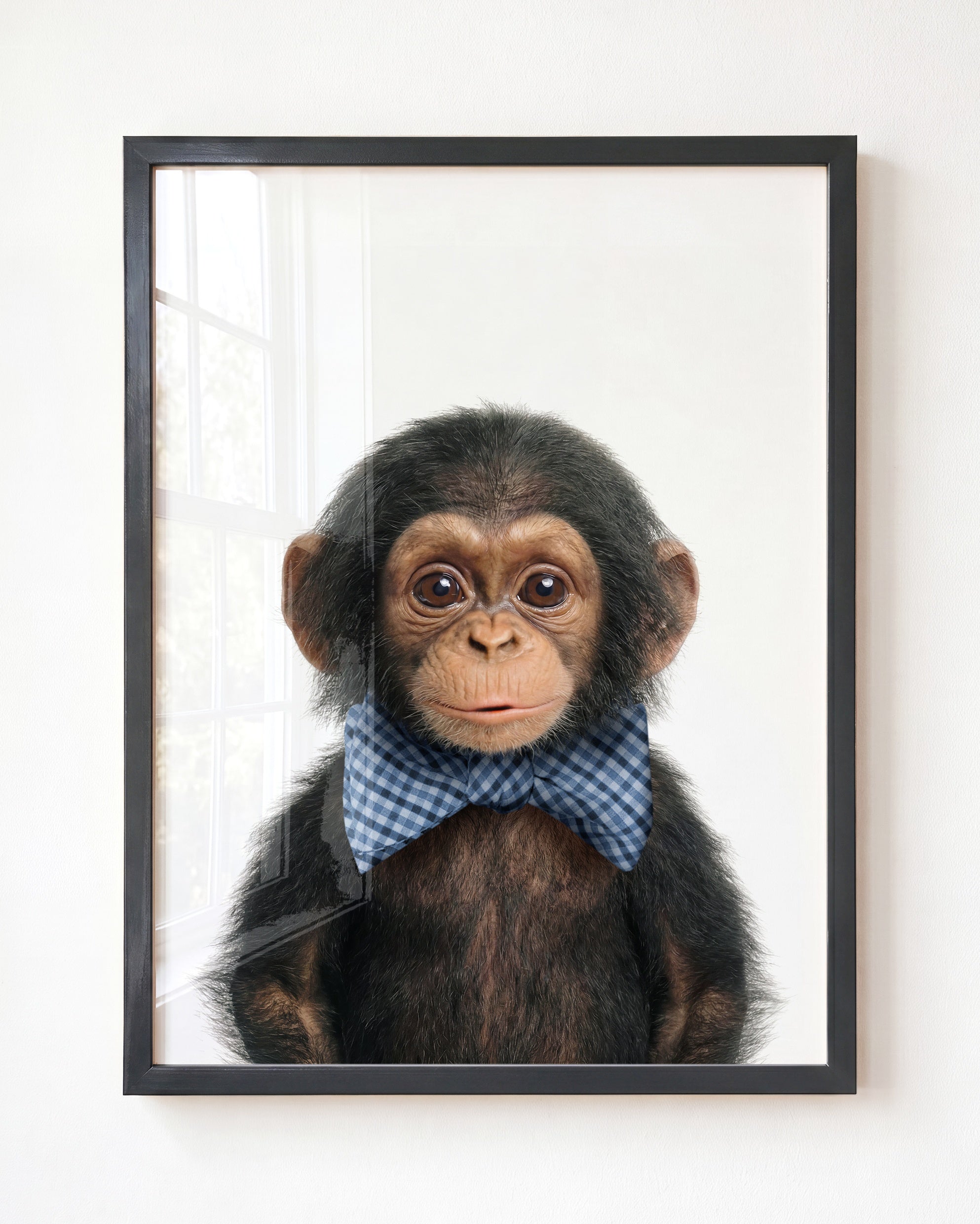 Baby Chimpanzee
