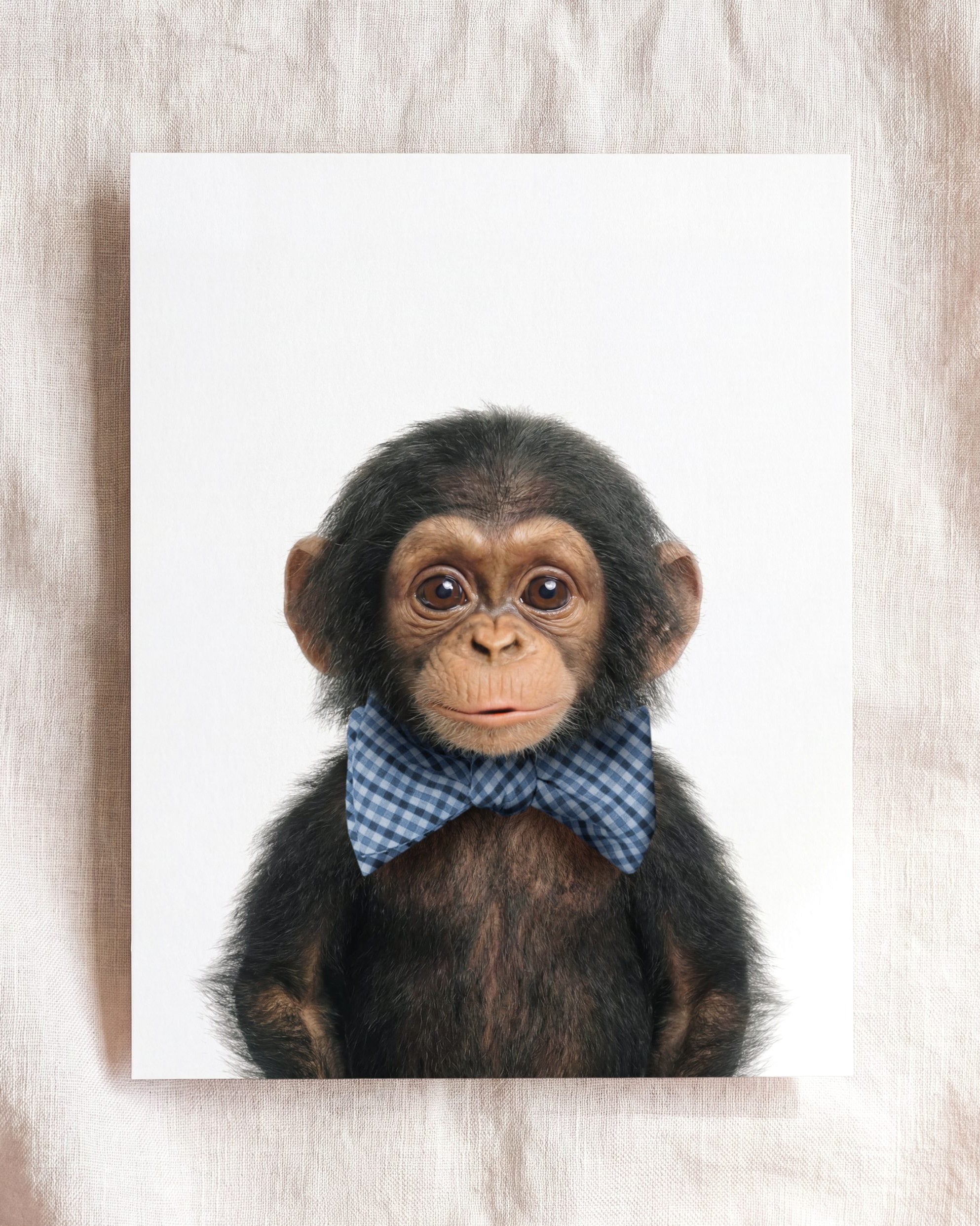 Baby Chimpanzee