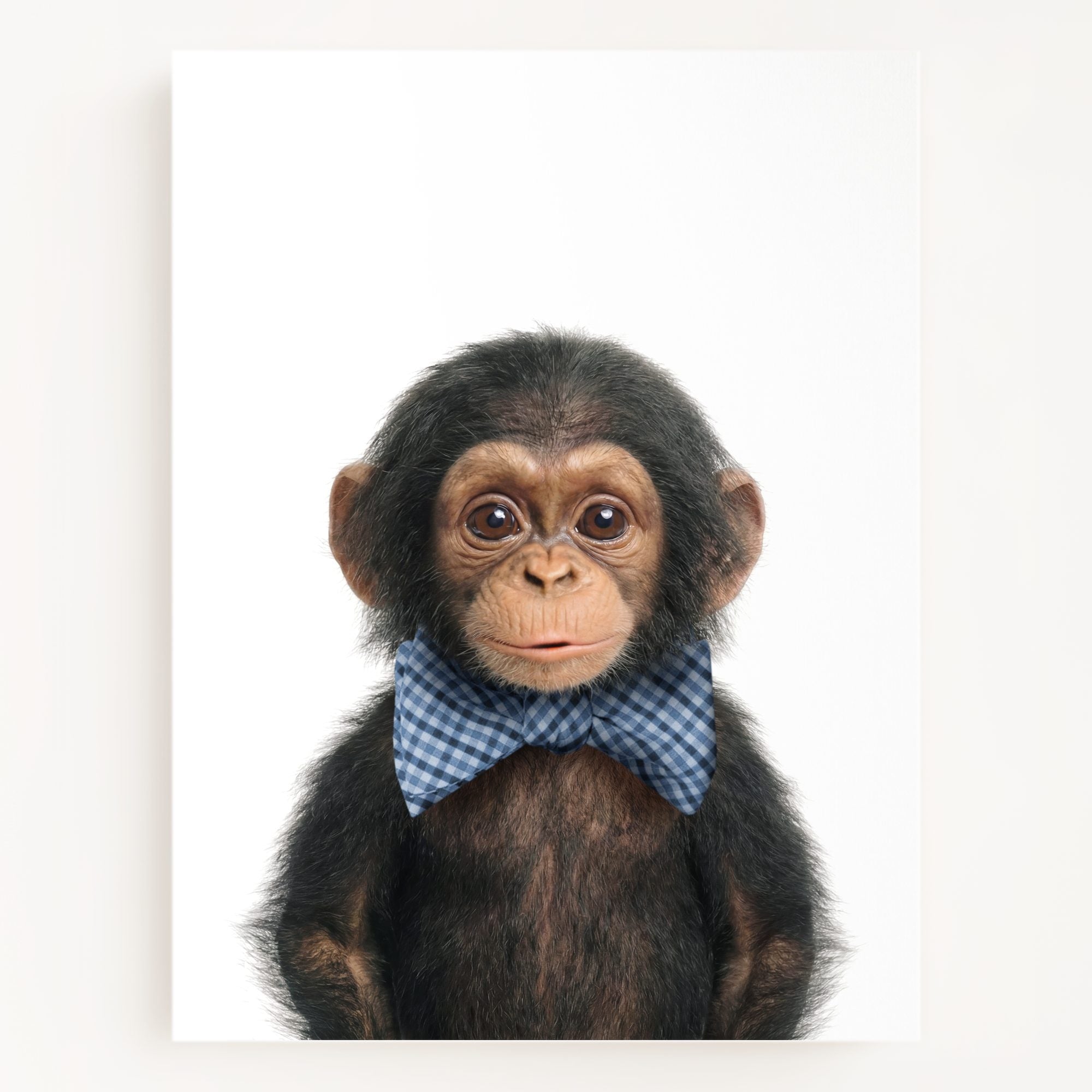 Baby Chimpanzee