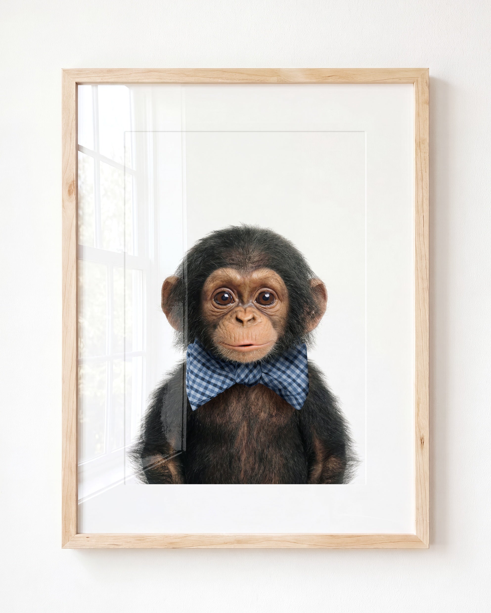 Baby Chimpanzee