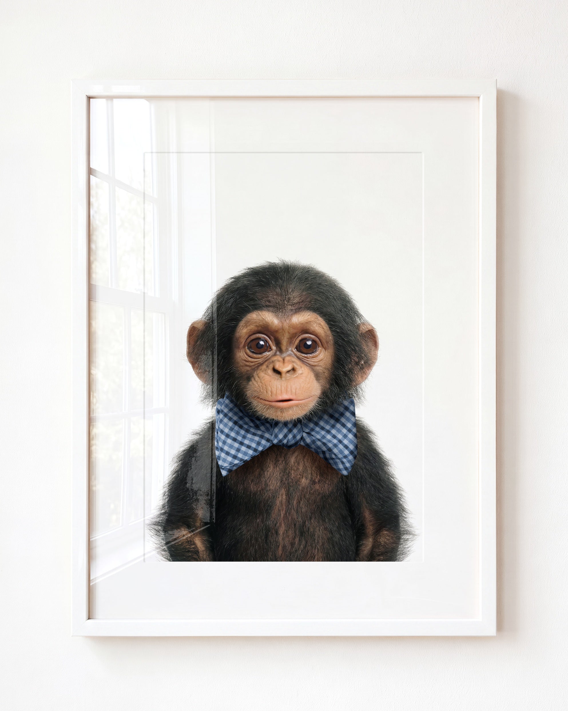 Baby Chimpanzee