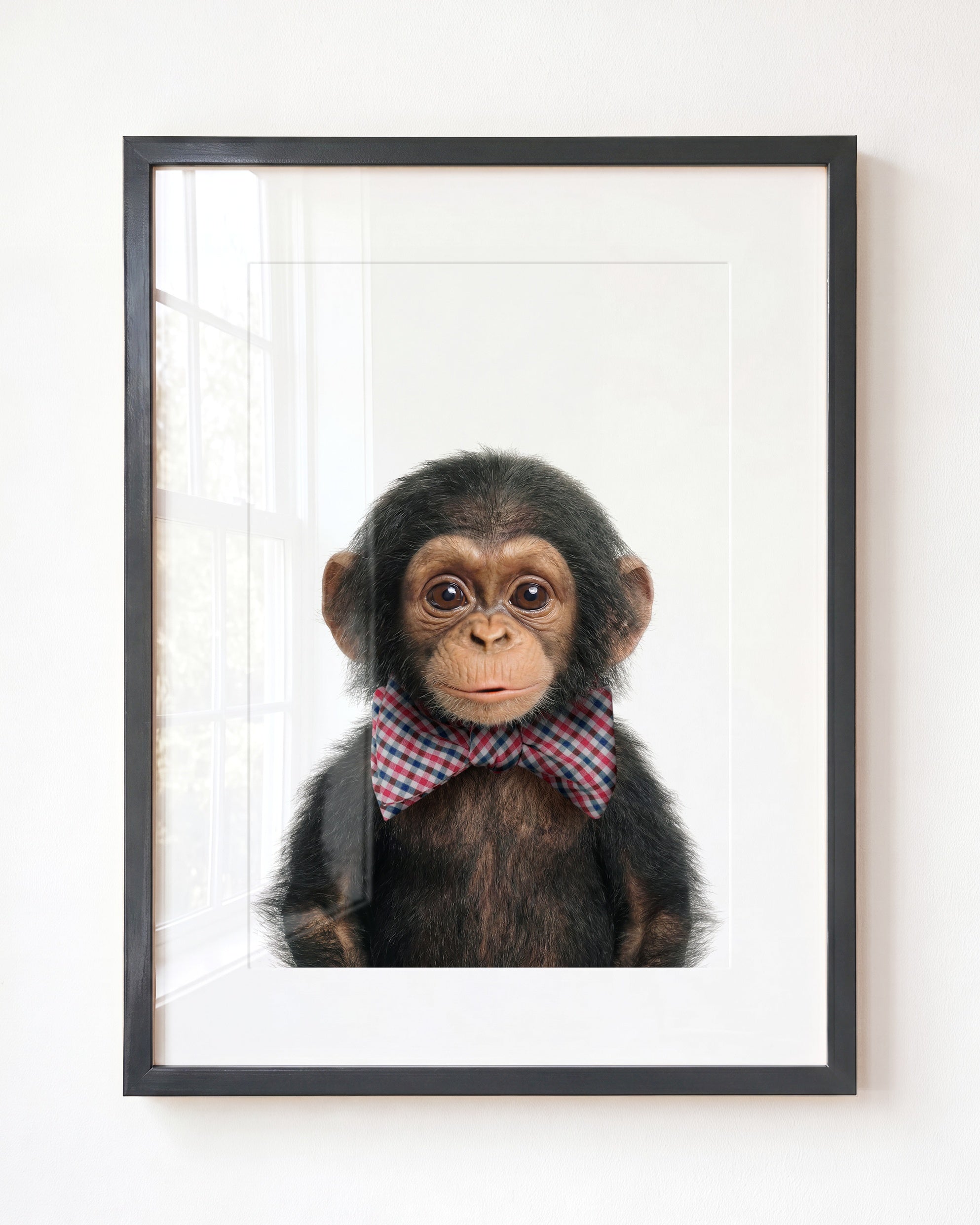 Baby Chimpanzee