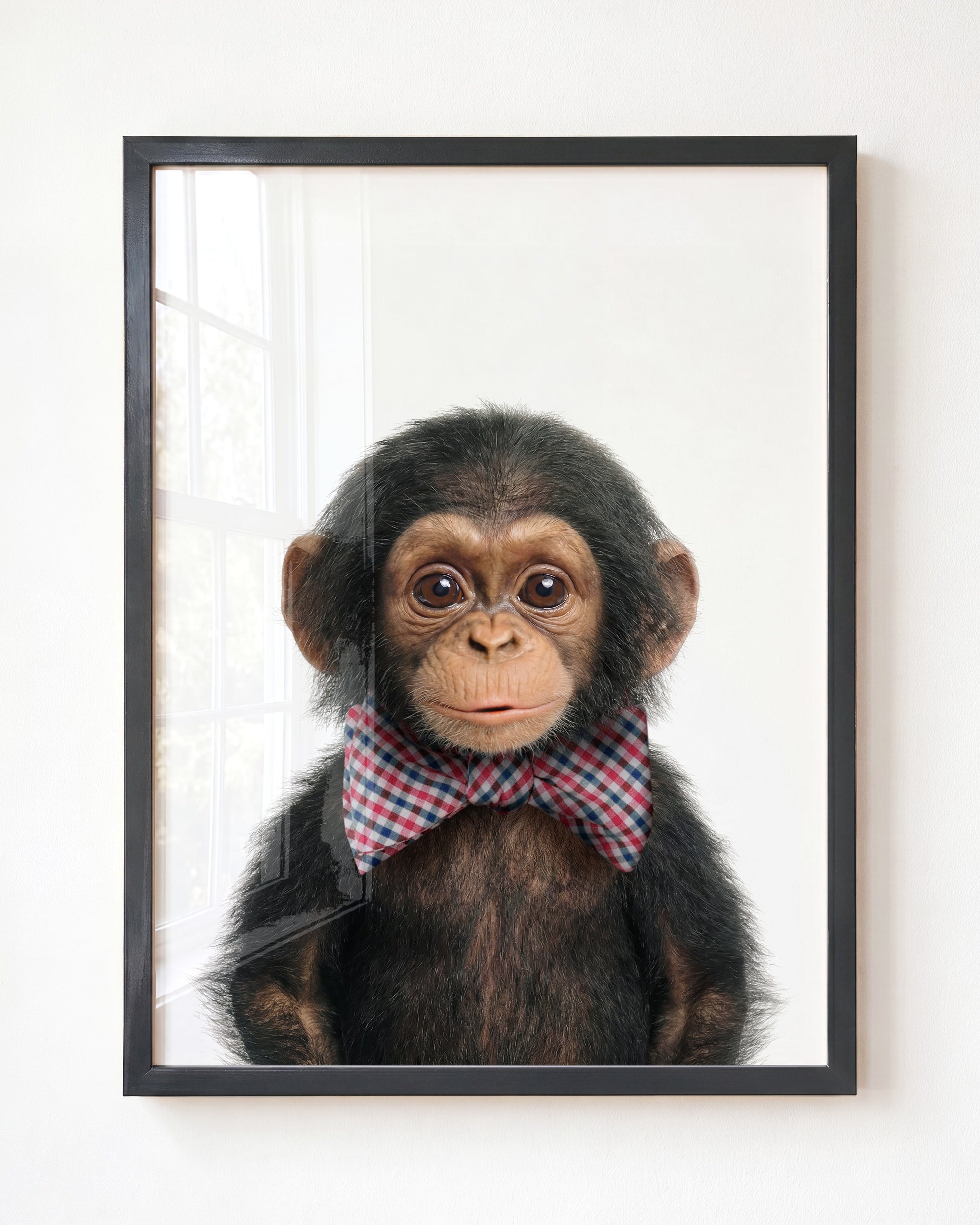 Baby Chimpanzee