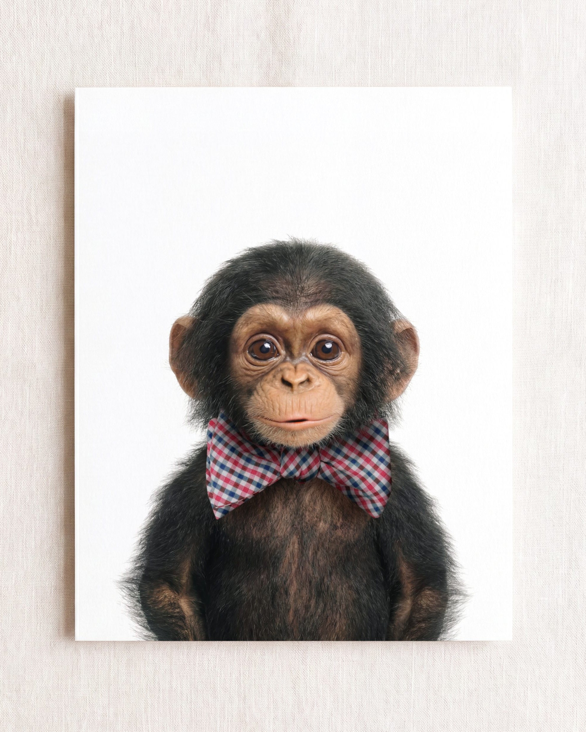 Baby Chimpanzee