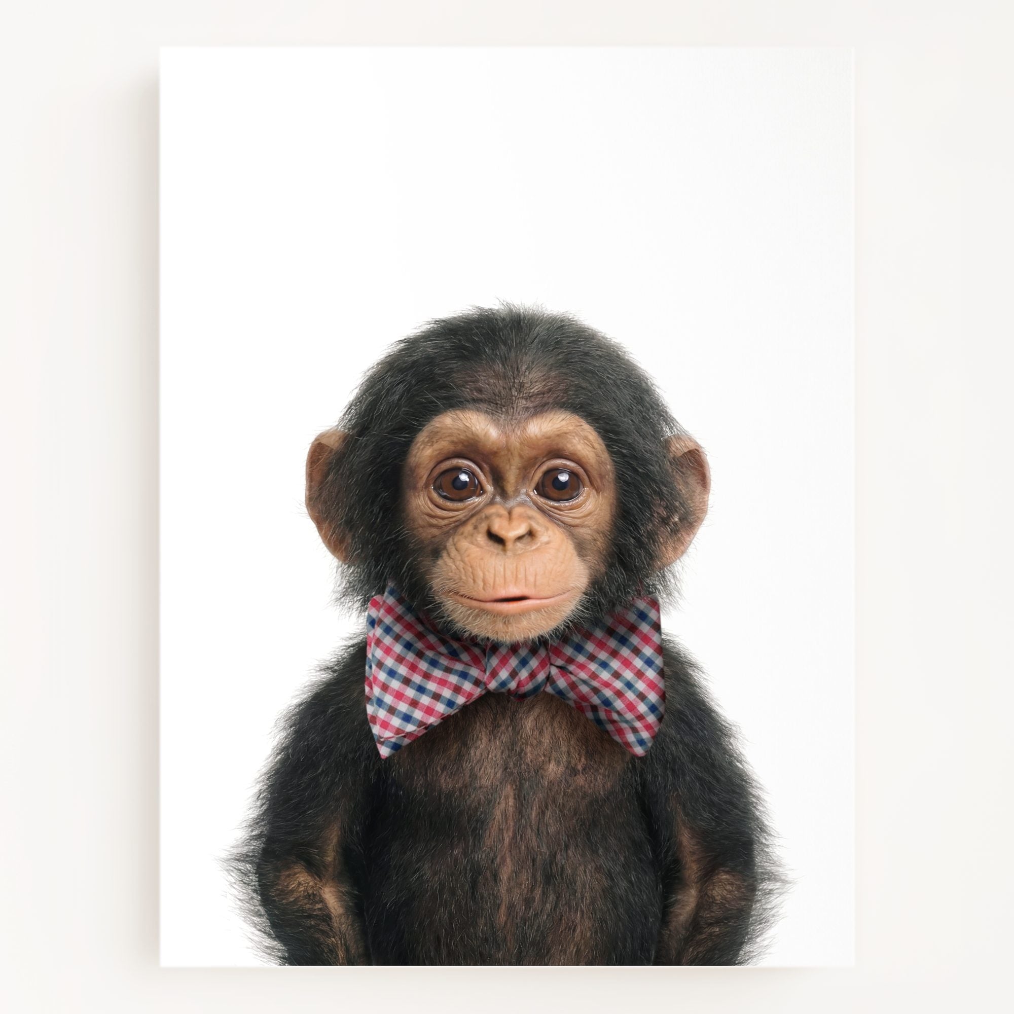 Baby Chimpanzee