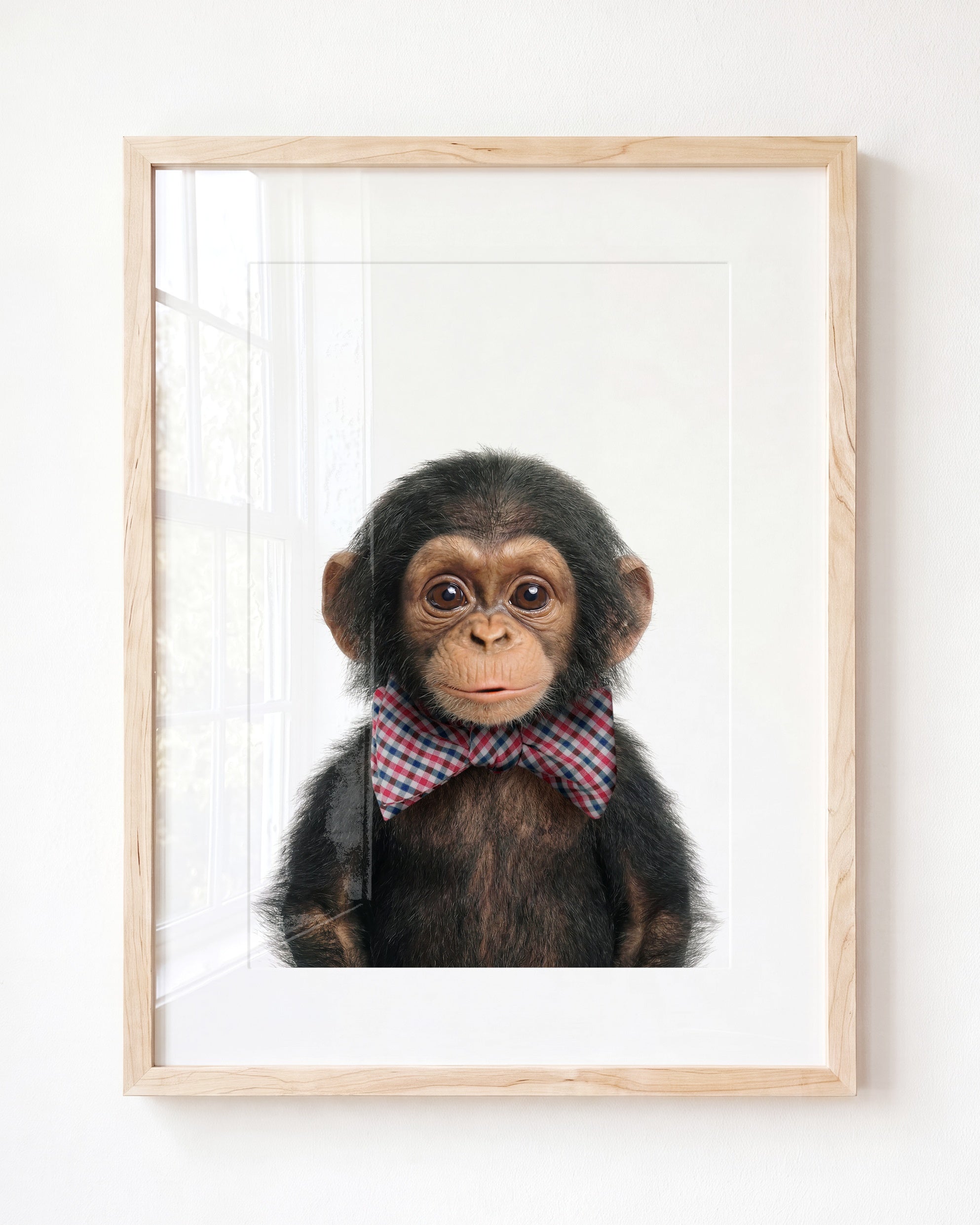 Baby Chimpanzee
