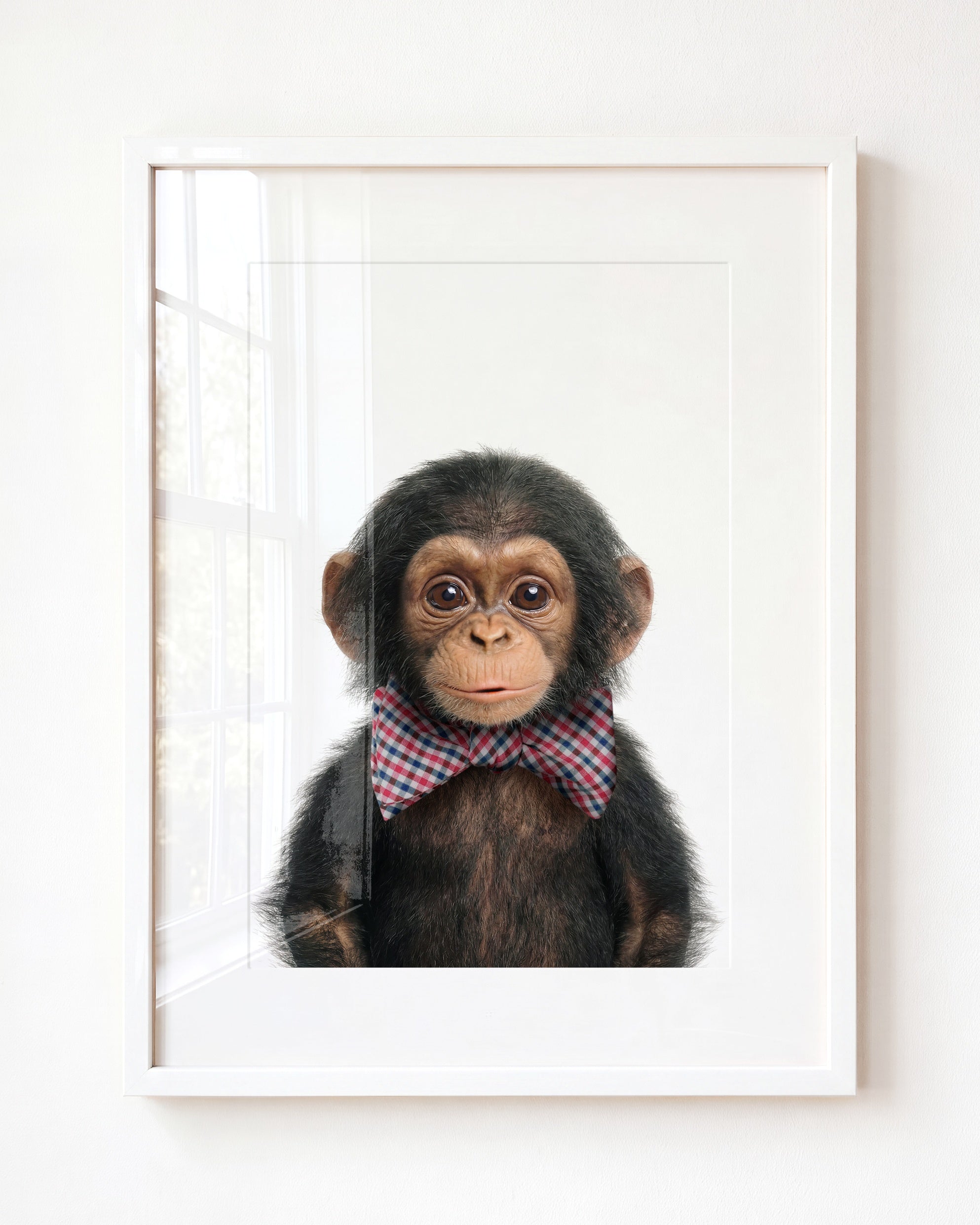 Baby Chimpanzee