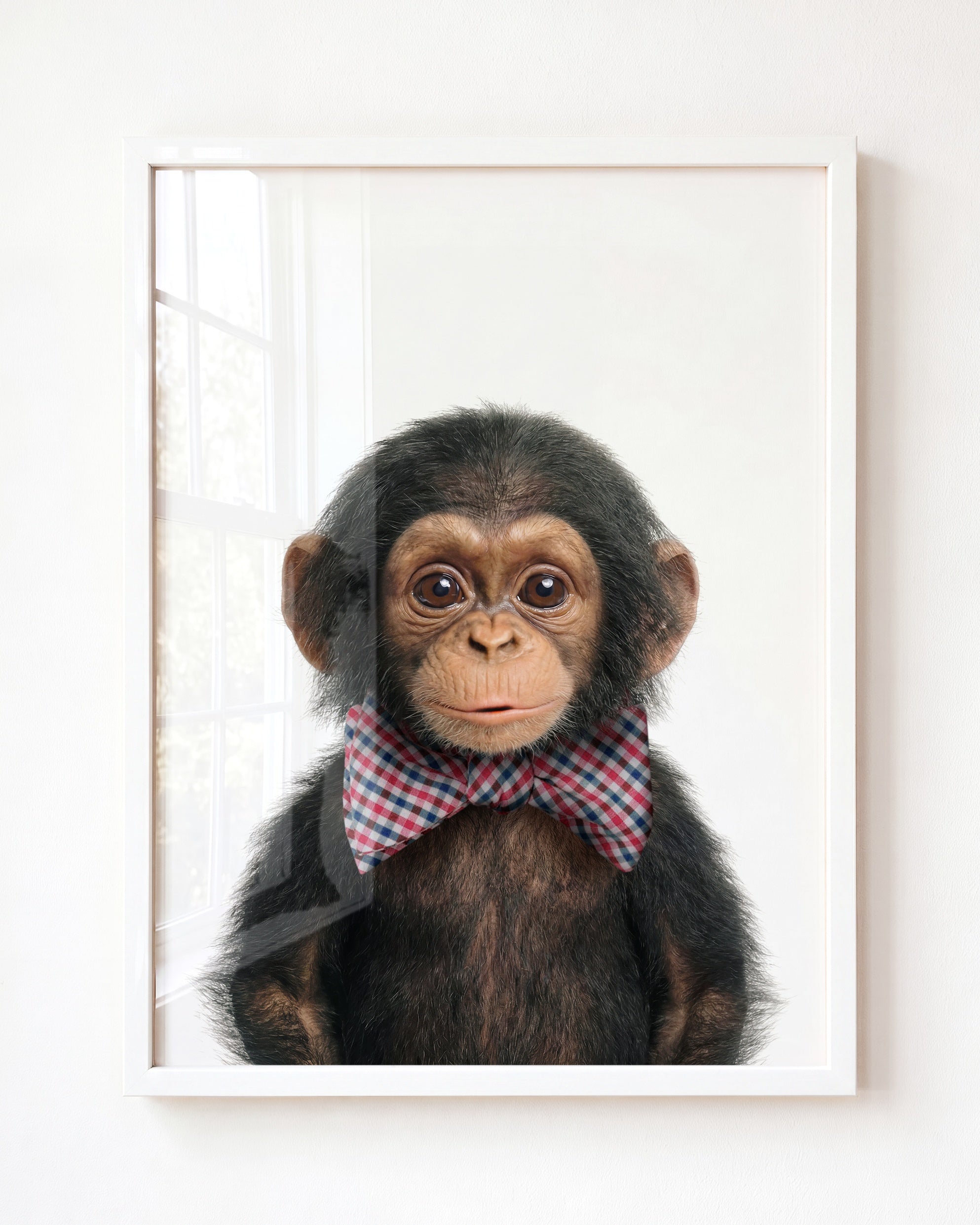 Baby Chimpanzee