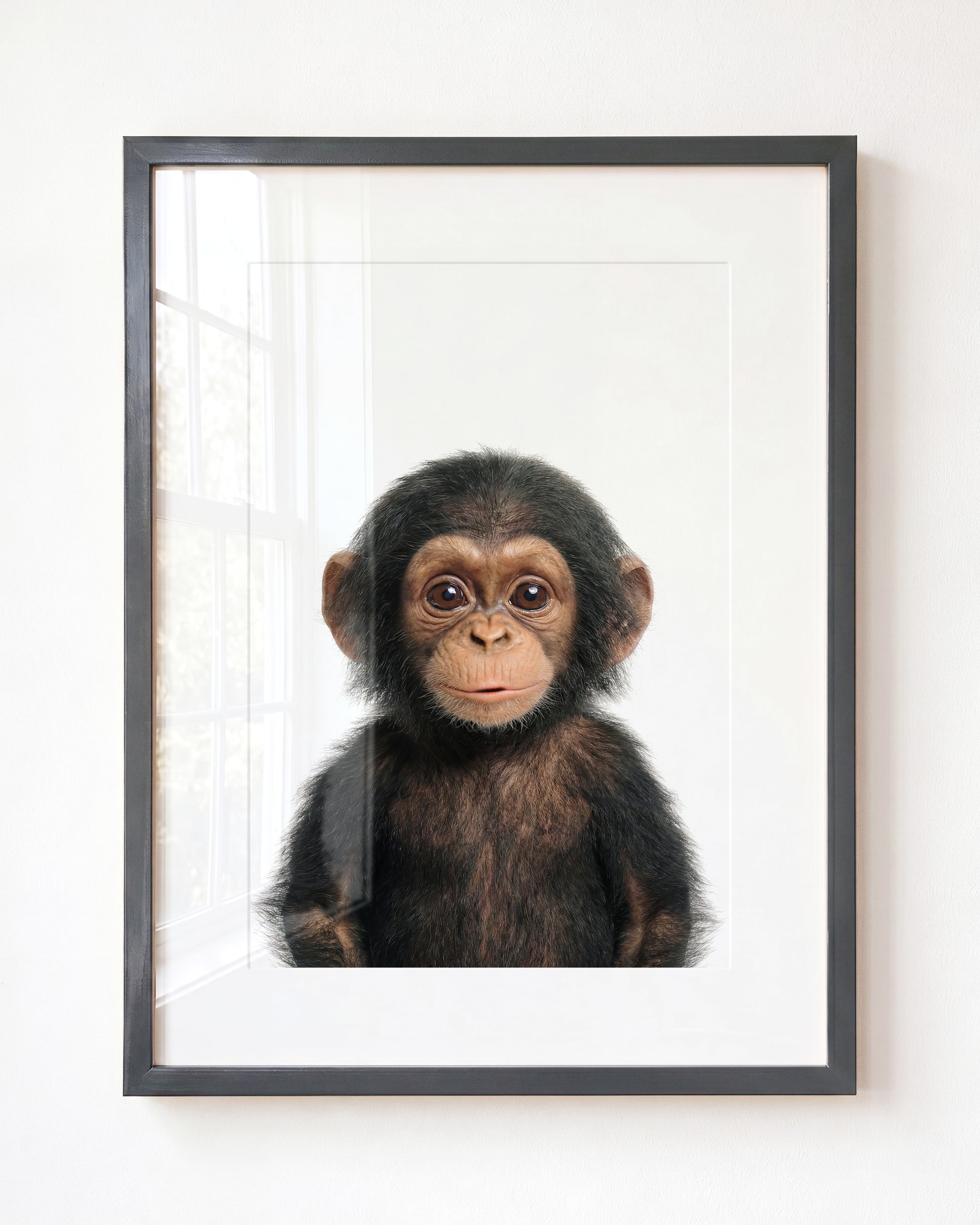 Baby Chimpanzee
