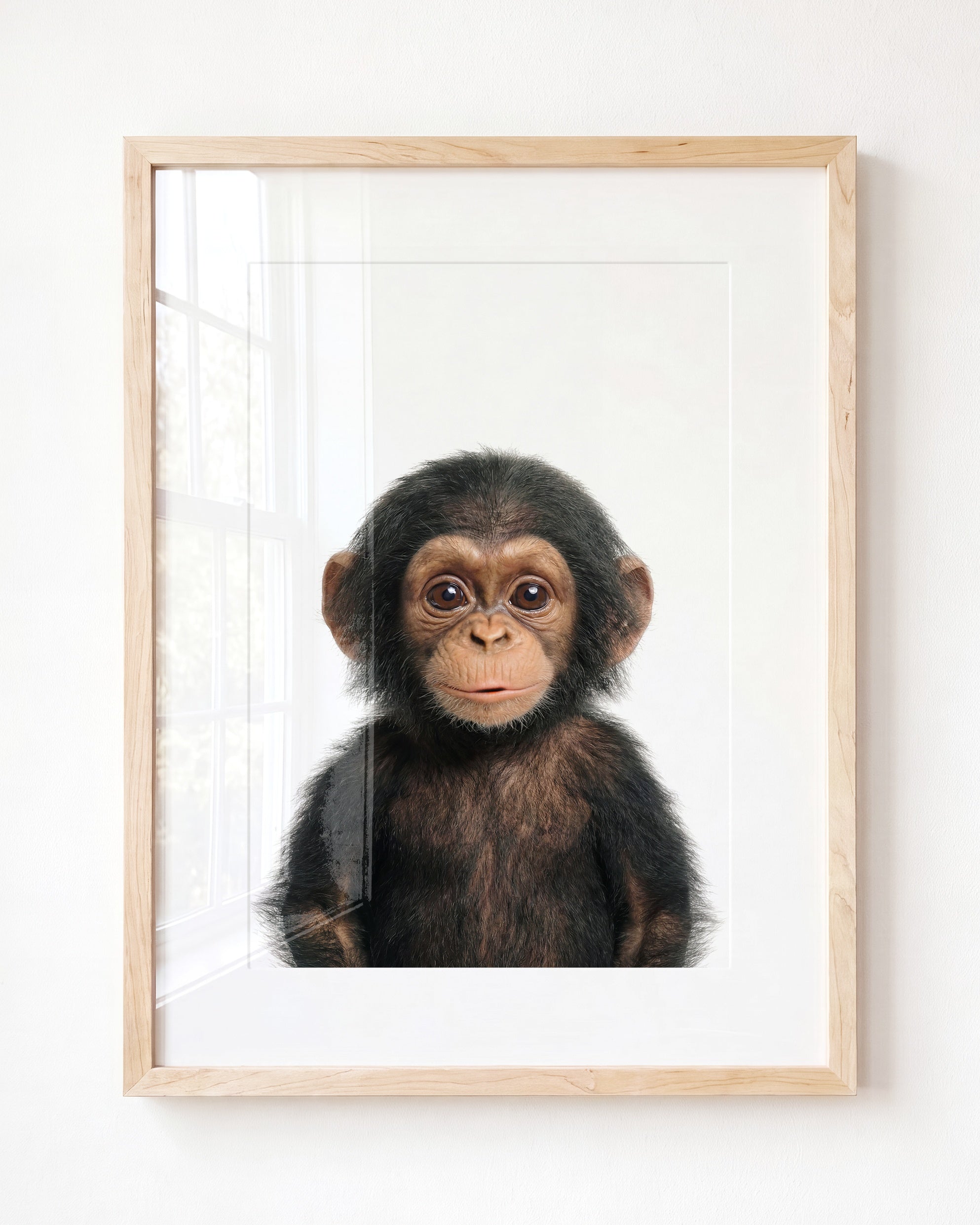 Baby Chimpanzee