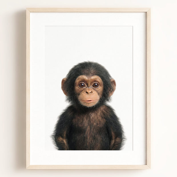 Baby Chimpanzee
