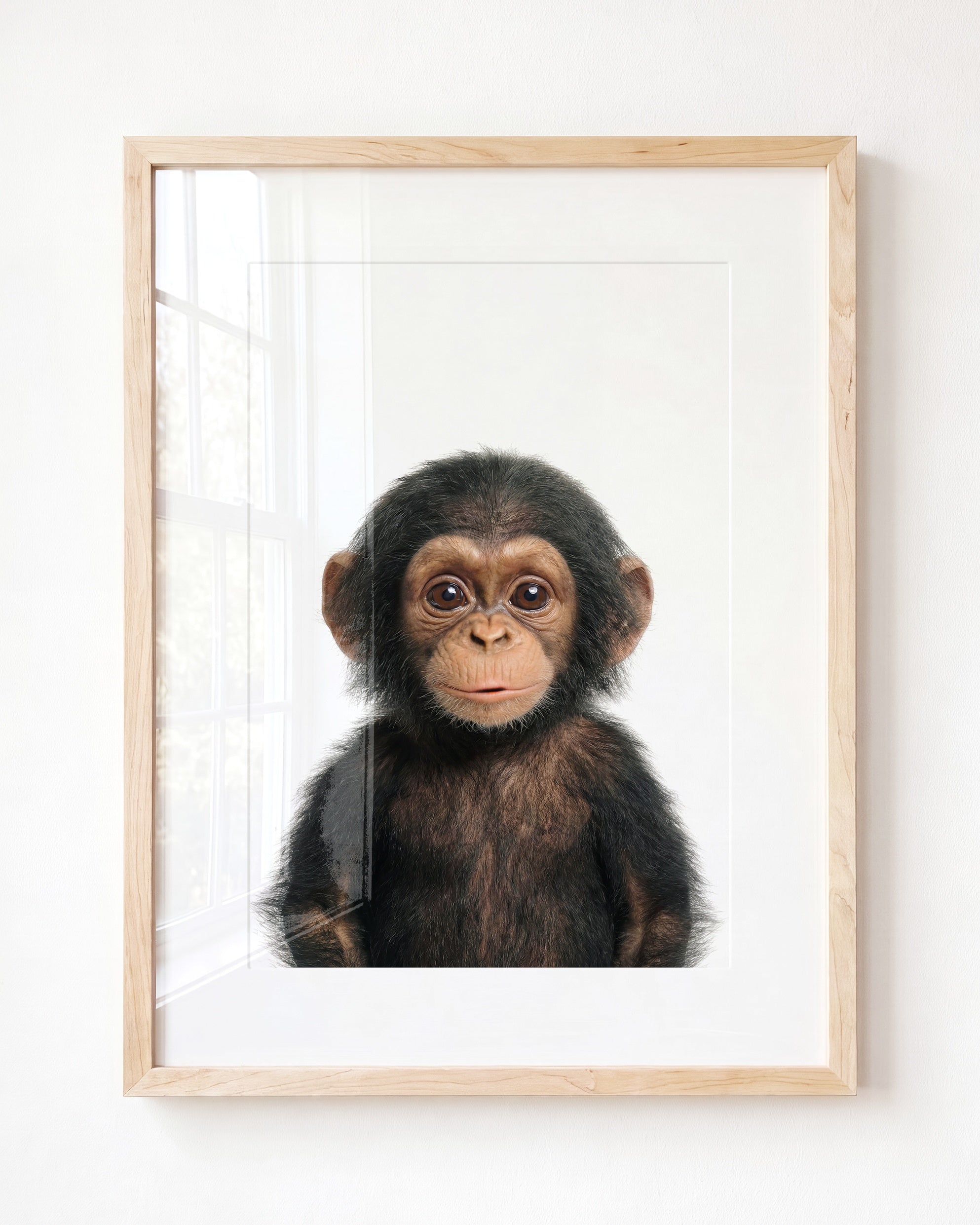 Baby Chimpanzee