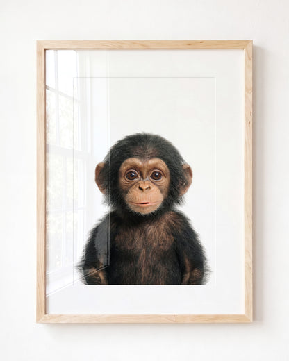 Baby Chimpanzee