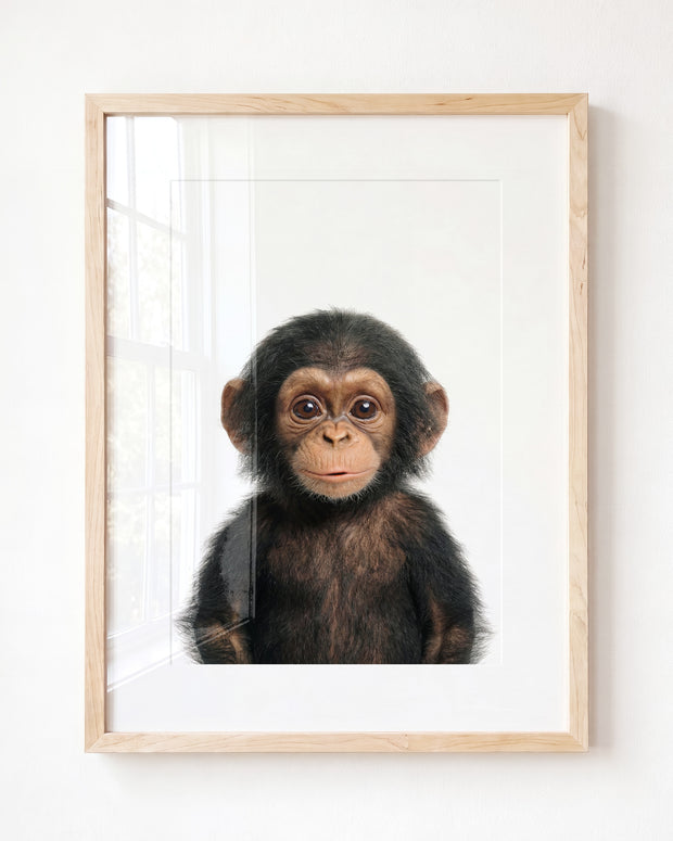 Baby Chimpanzee