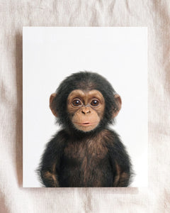 Baby Chimpanzee