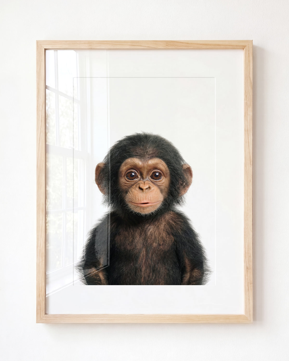 Baby Chimpanzee — Framed