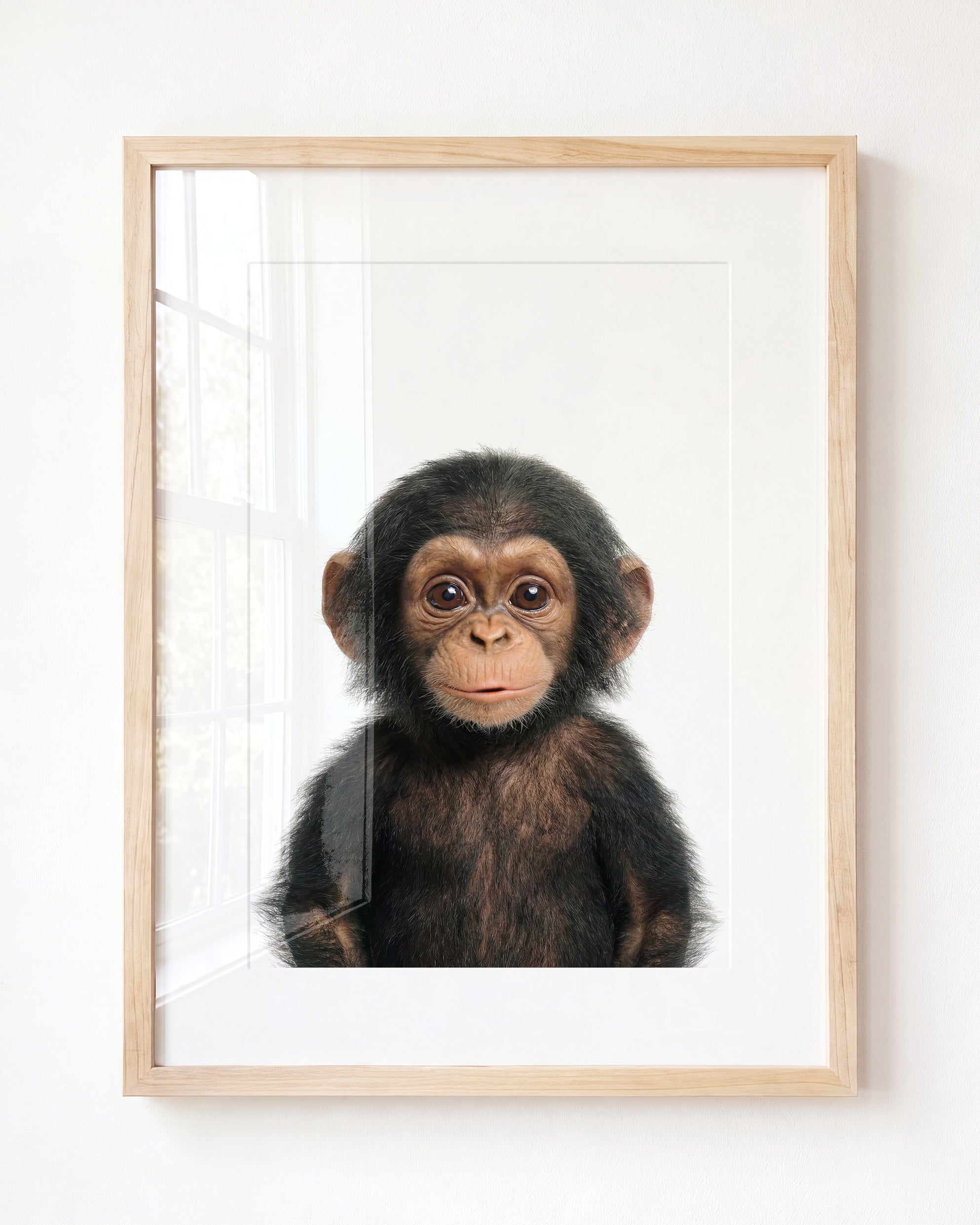 Baby Chimpanzee