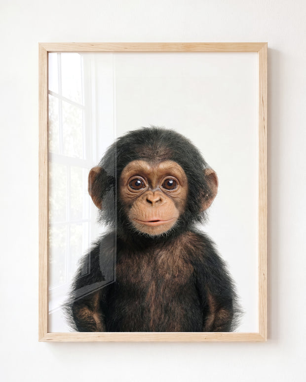 Baby Chimpanzee