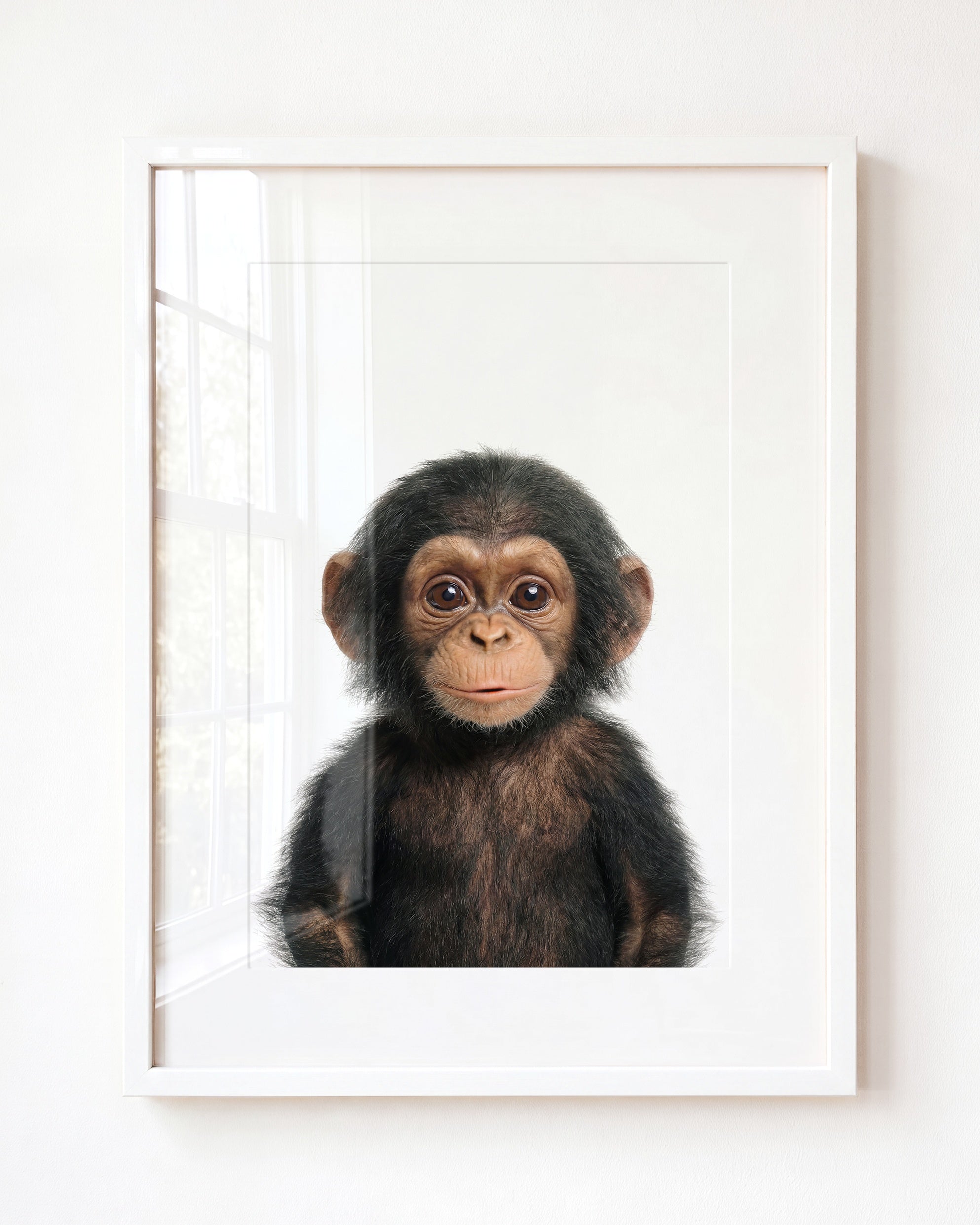 Baby Chimpanzee