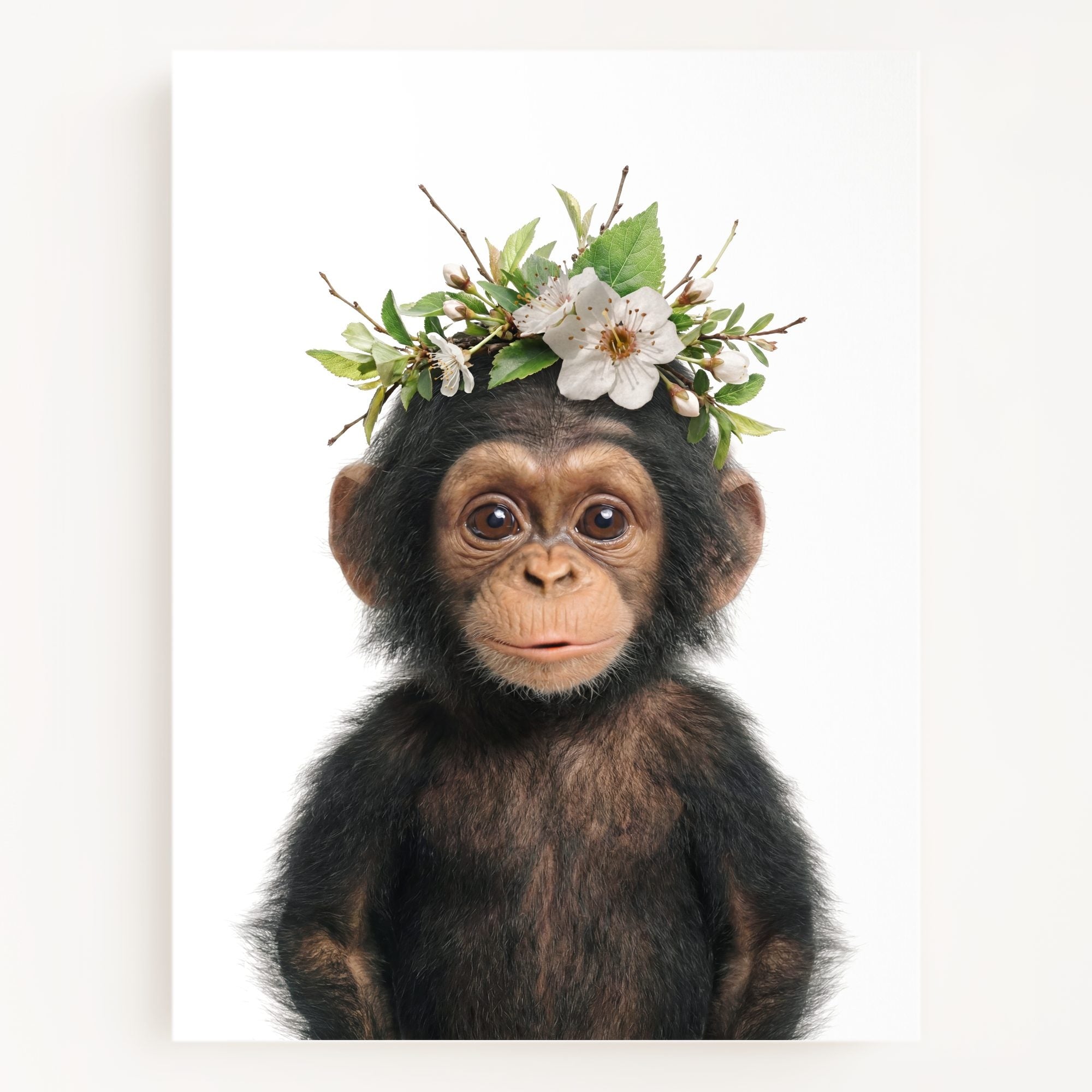 Baby Chimpanzee