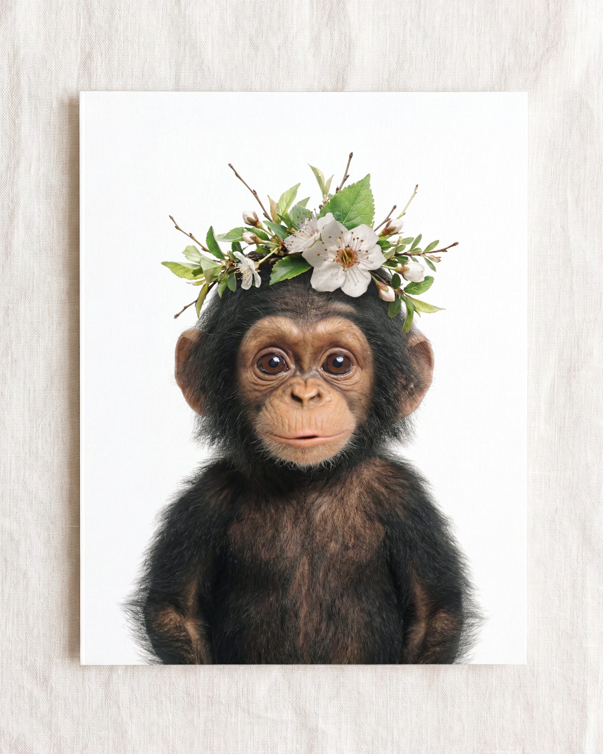 Baby Chimpanzee