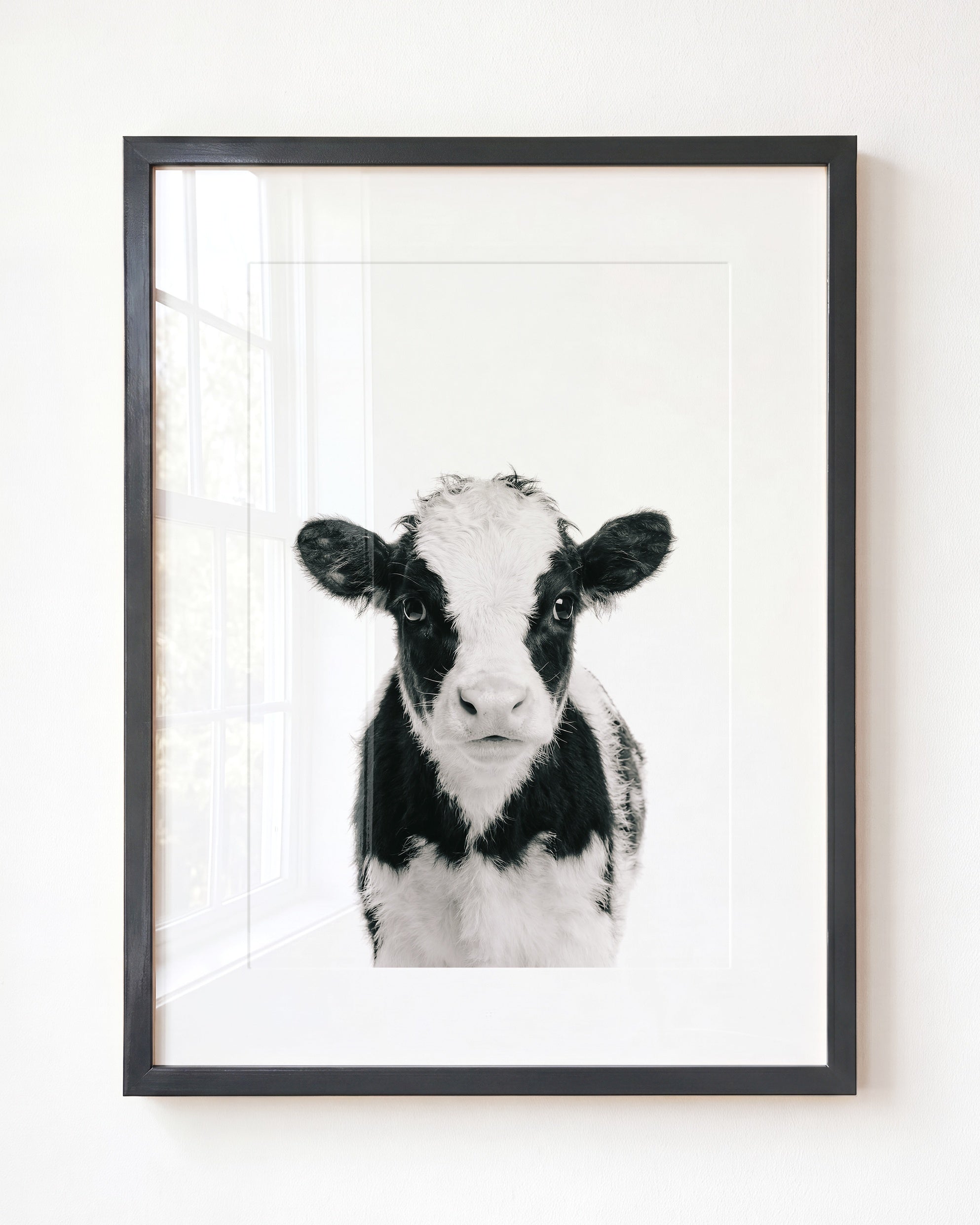 Baby Cow