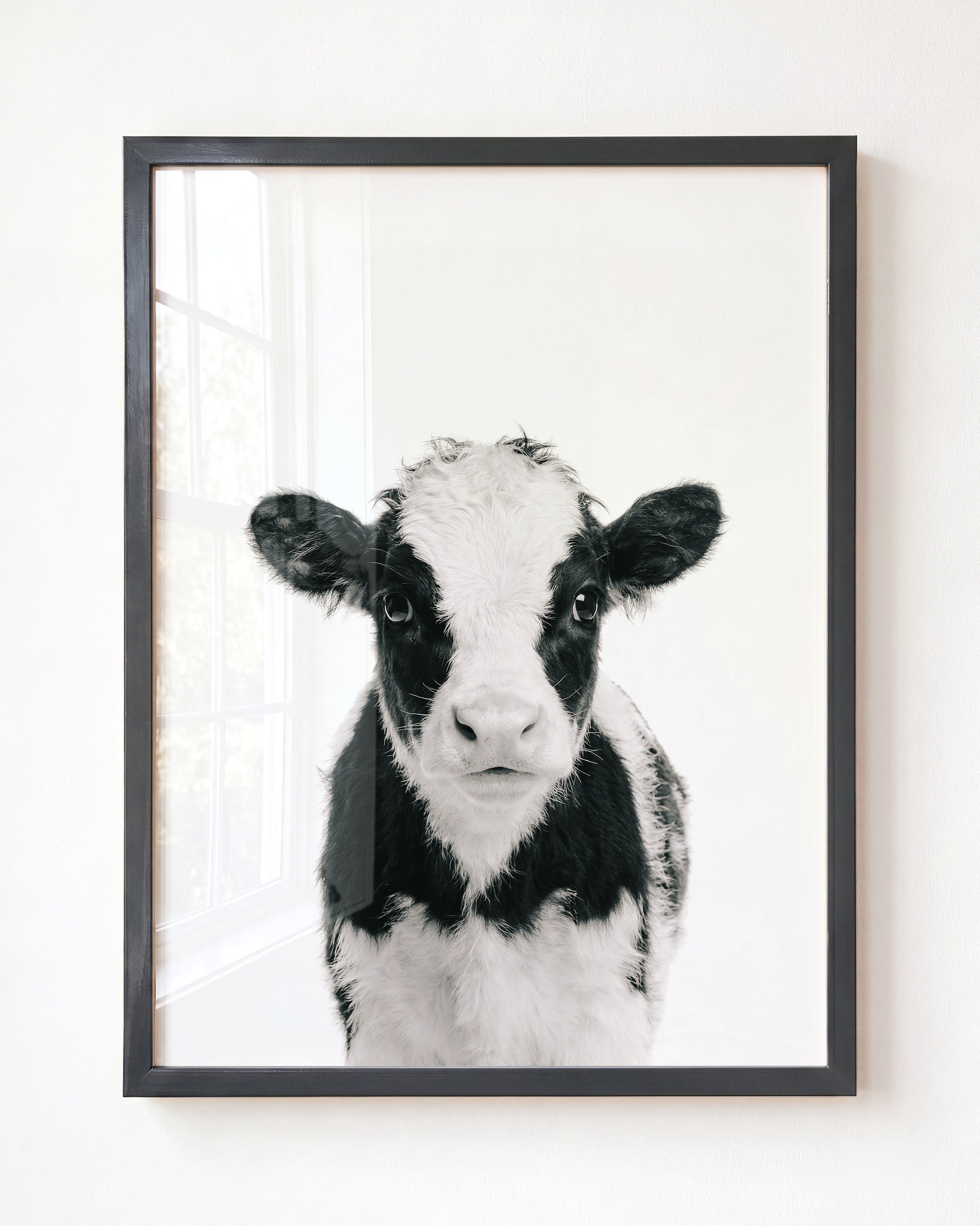 Baby Cow