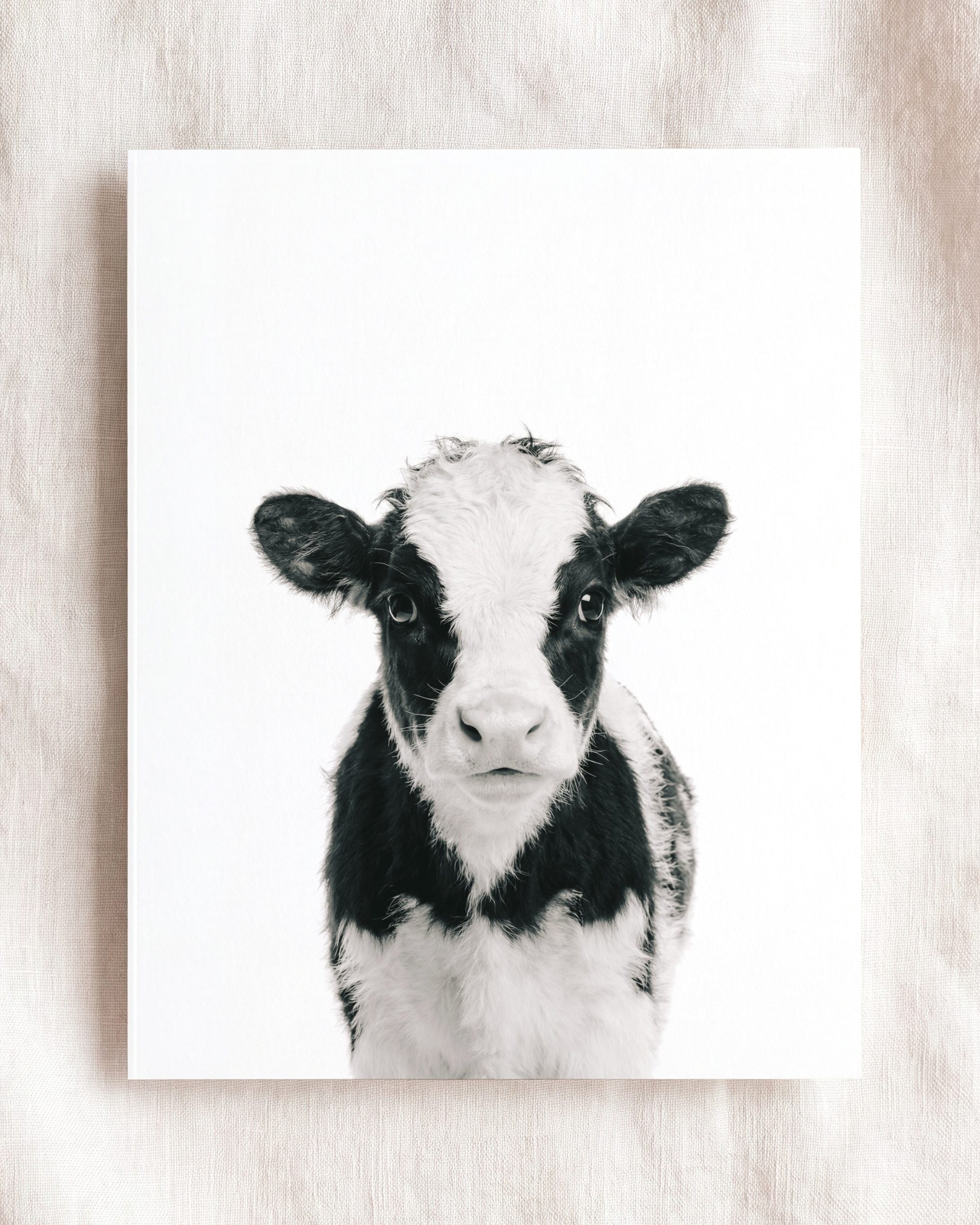 Baby Cow