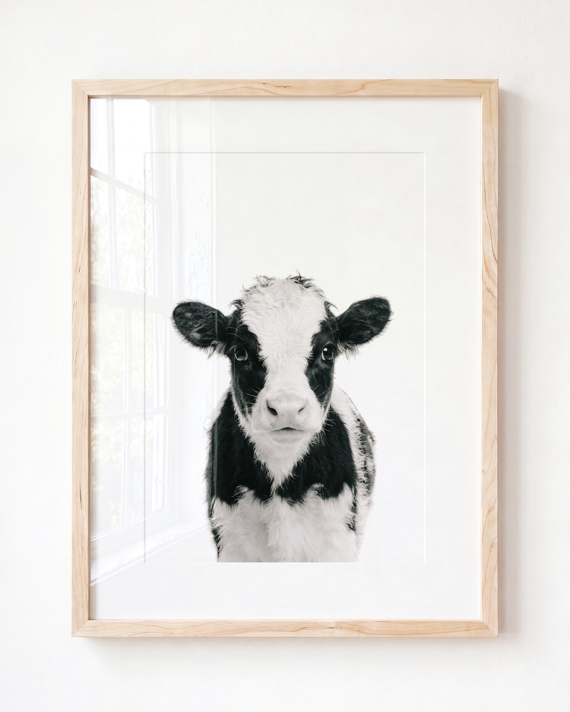 Baby Cow