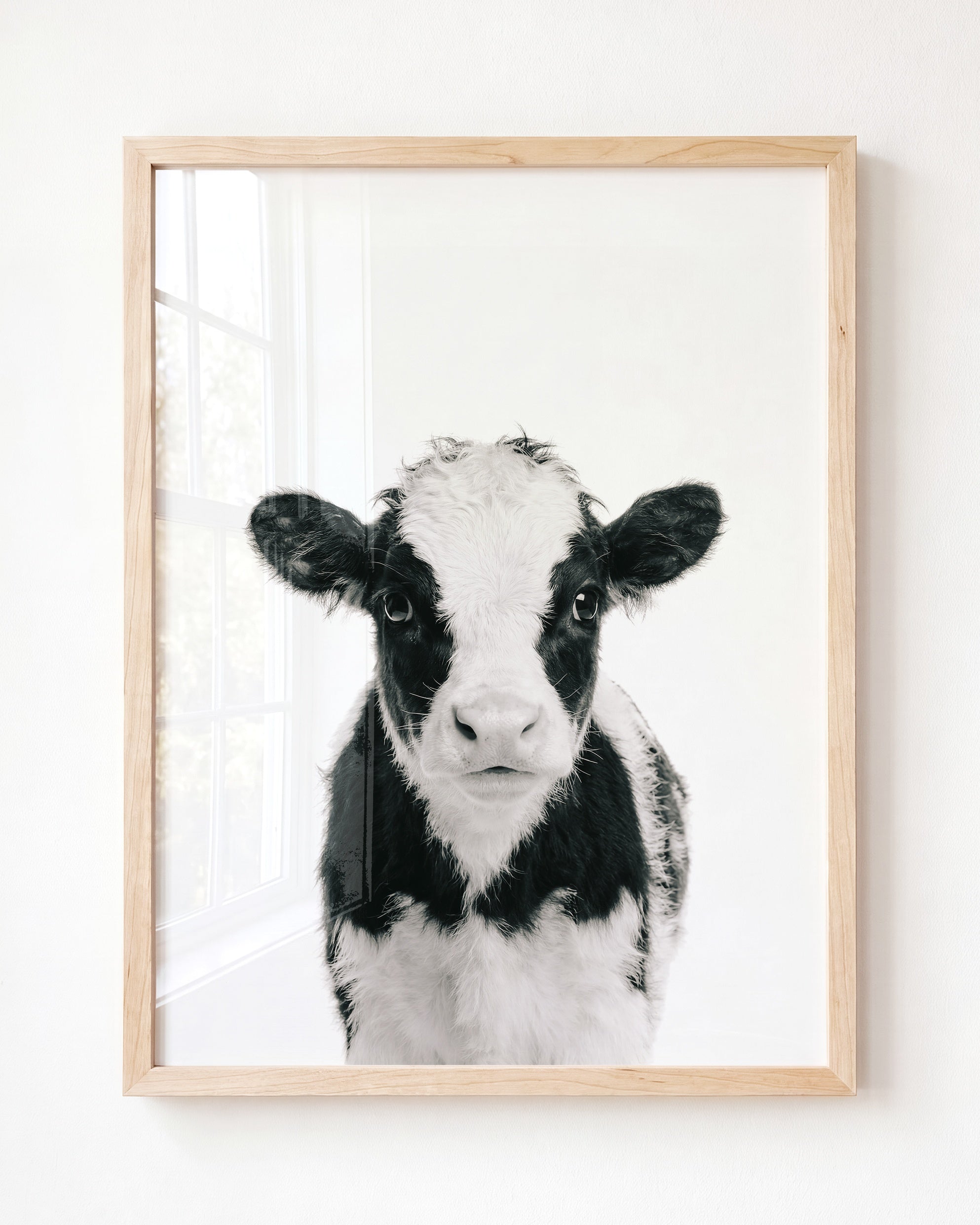 Baby Cow