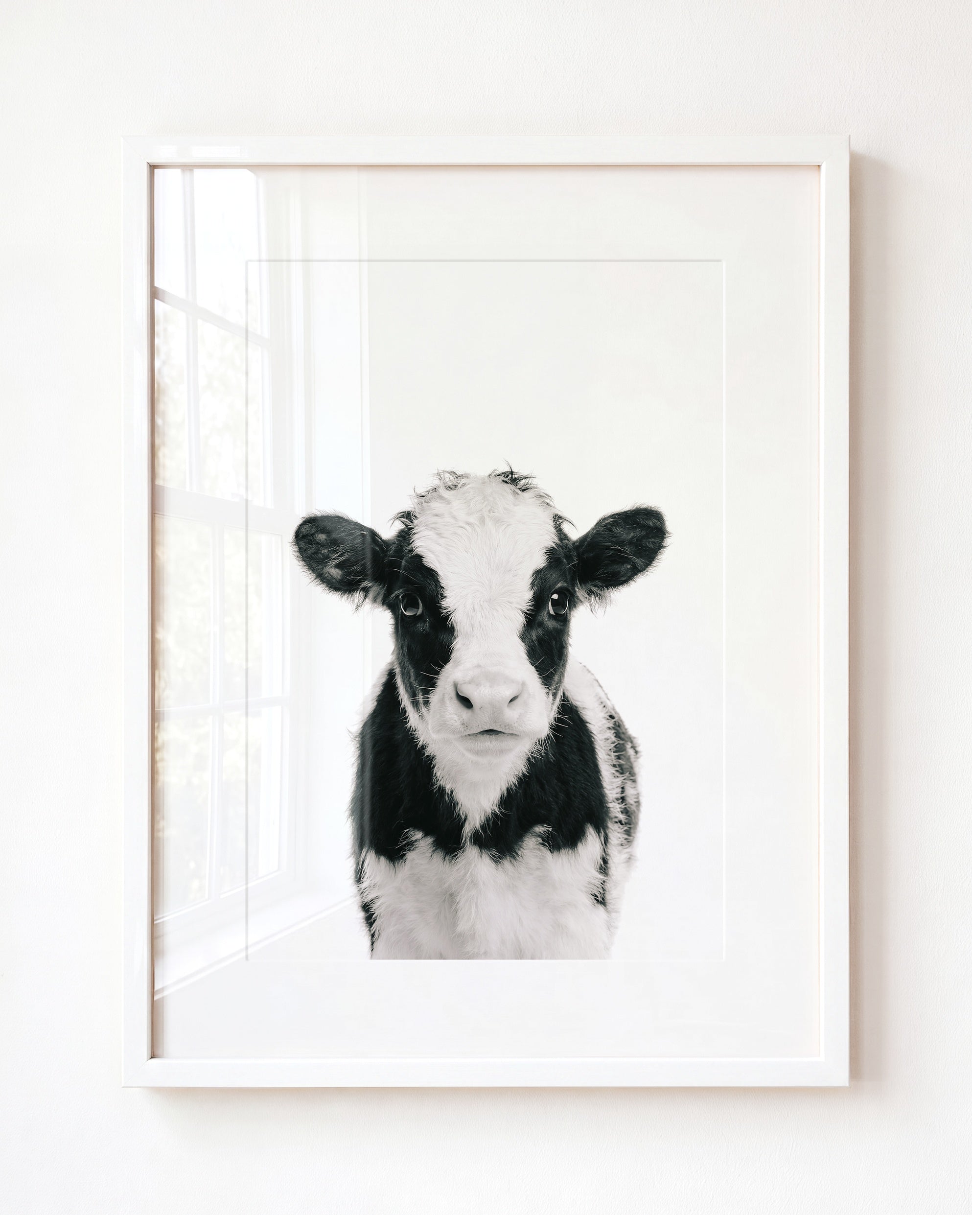 Baby Cow