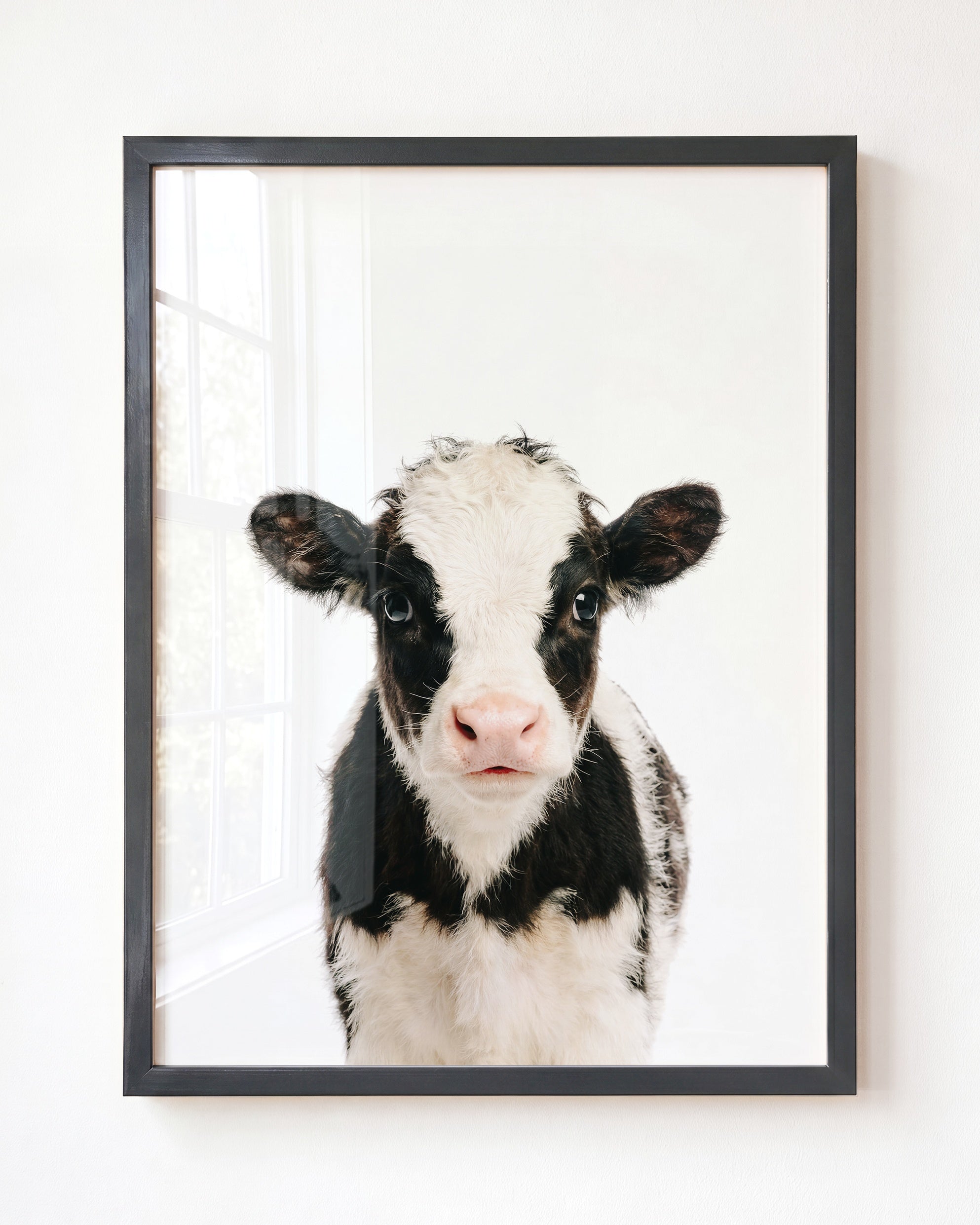 Baby Cow