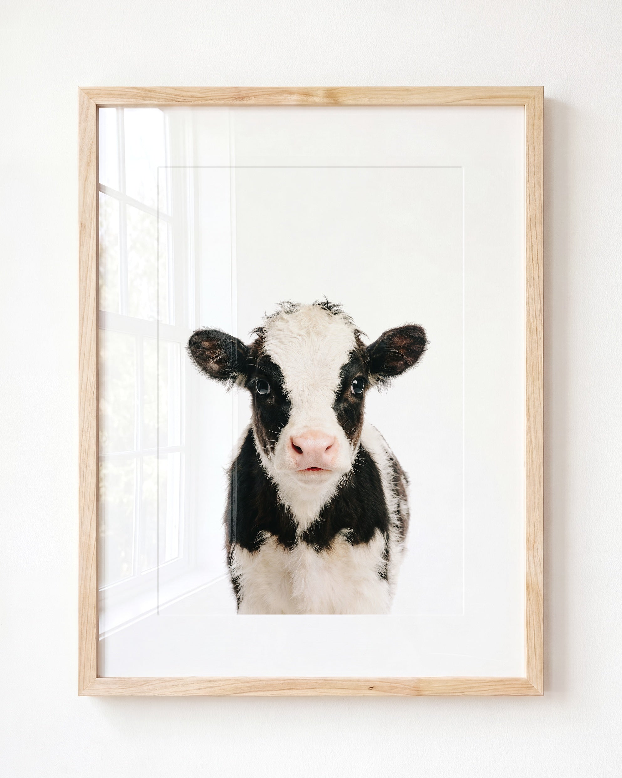 Baby Cow