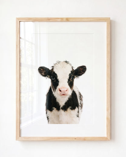 Baby Cow