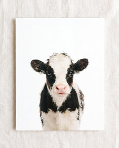 Baby Cow