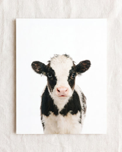 Baby Cow
