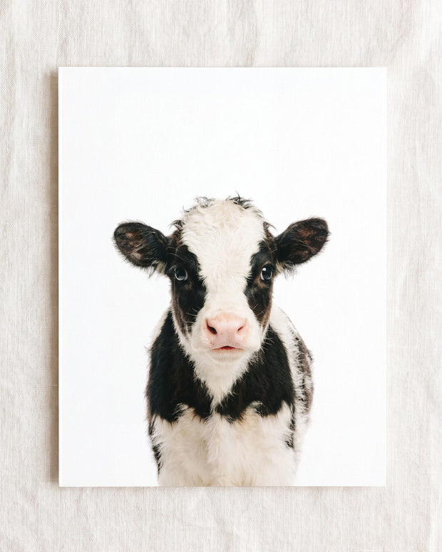 Baby Cow