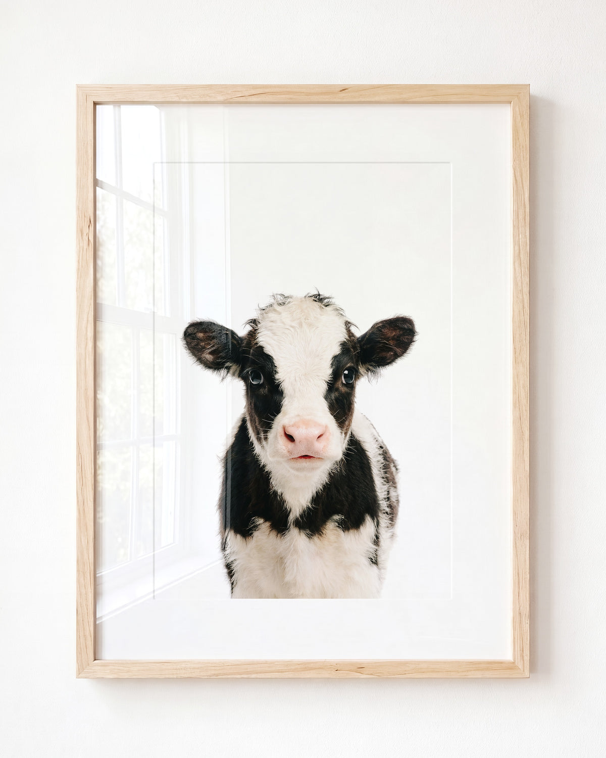 Baby Cow — Framed