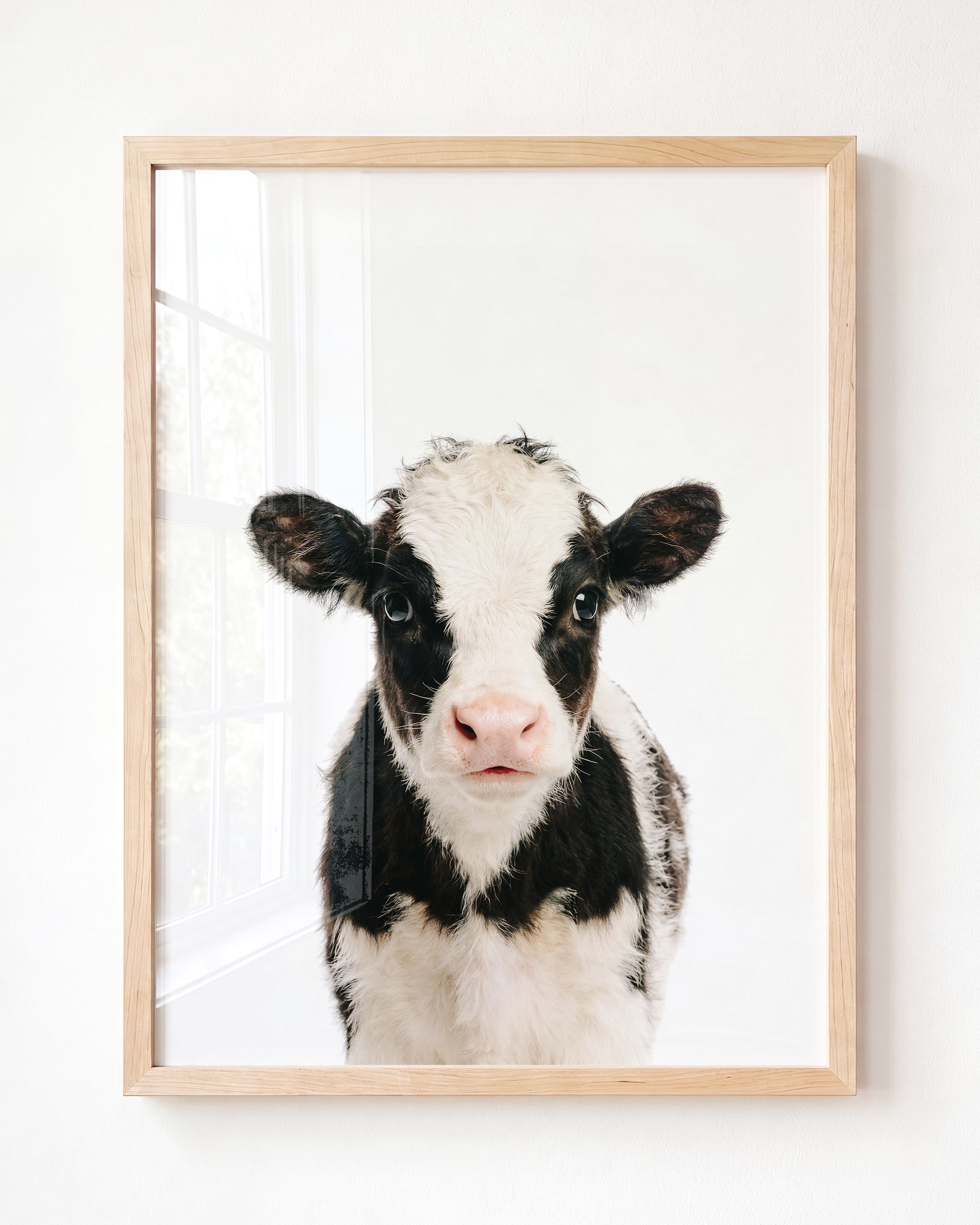 Baby Cow