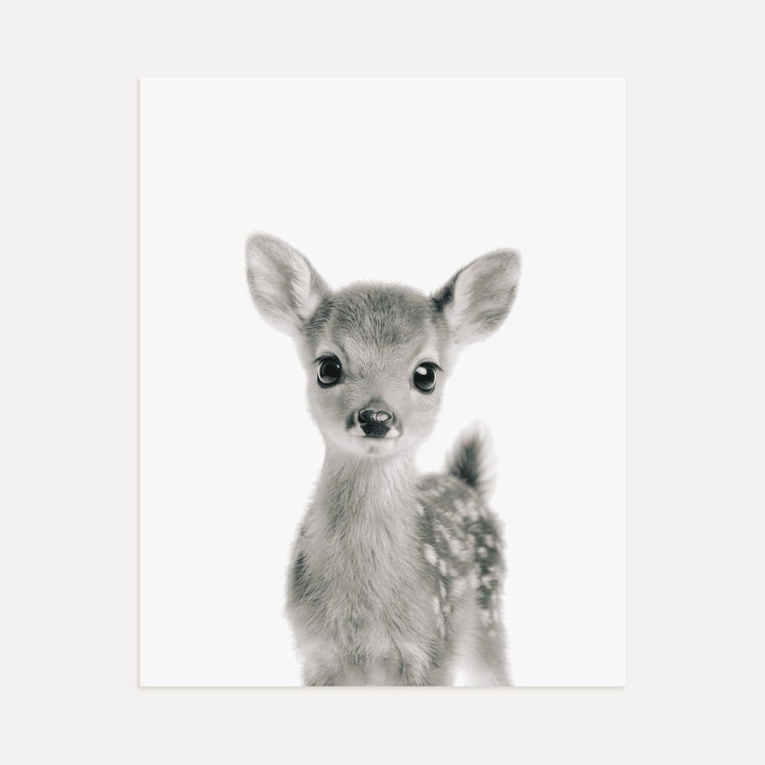 Baby Deer