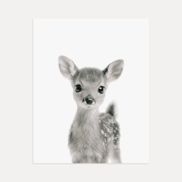 Baby Deer