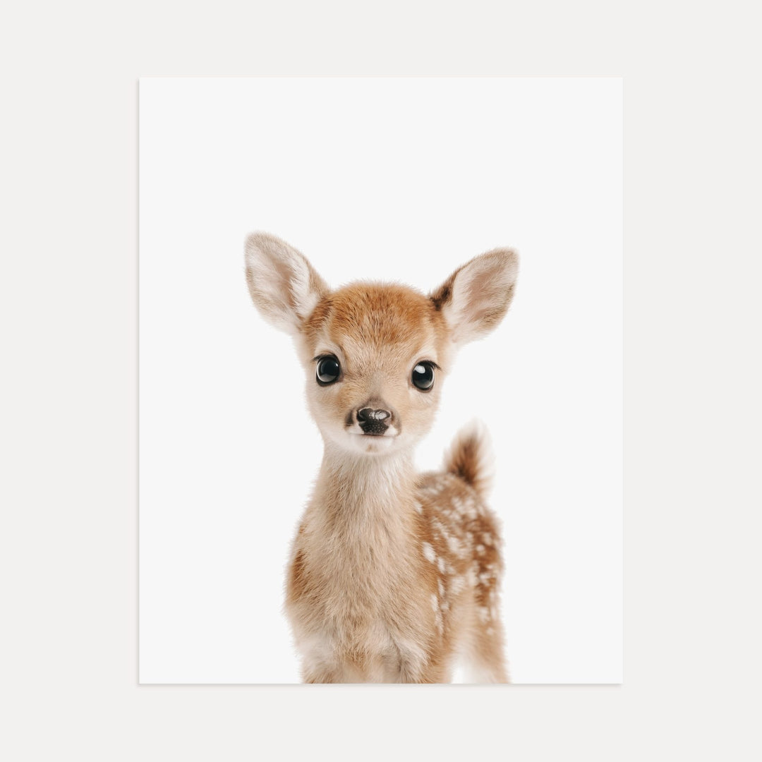 Baby Deer