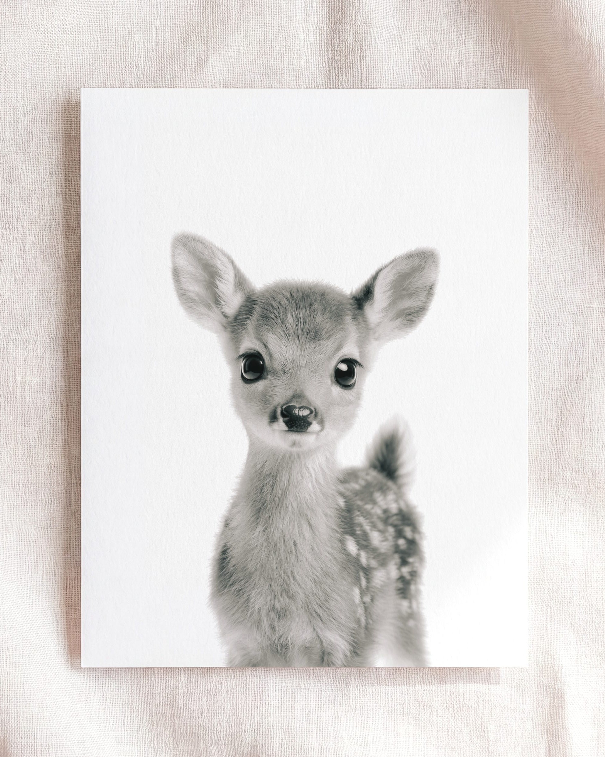 Baby Deer